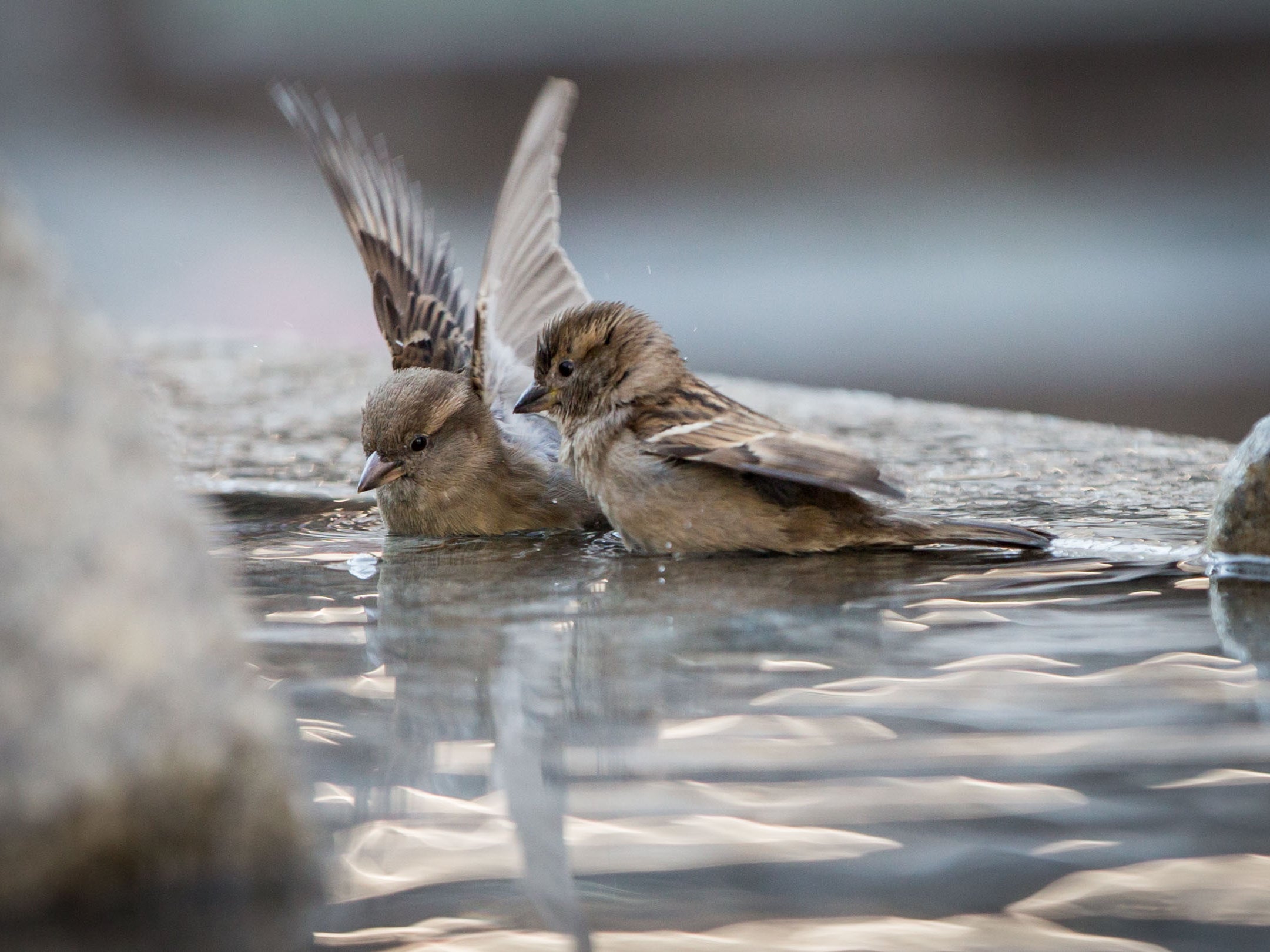 The practice of glue-trapping was suspended in France last August until the end of the year.