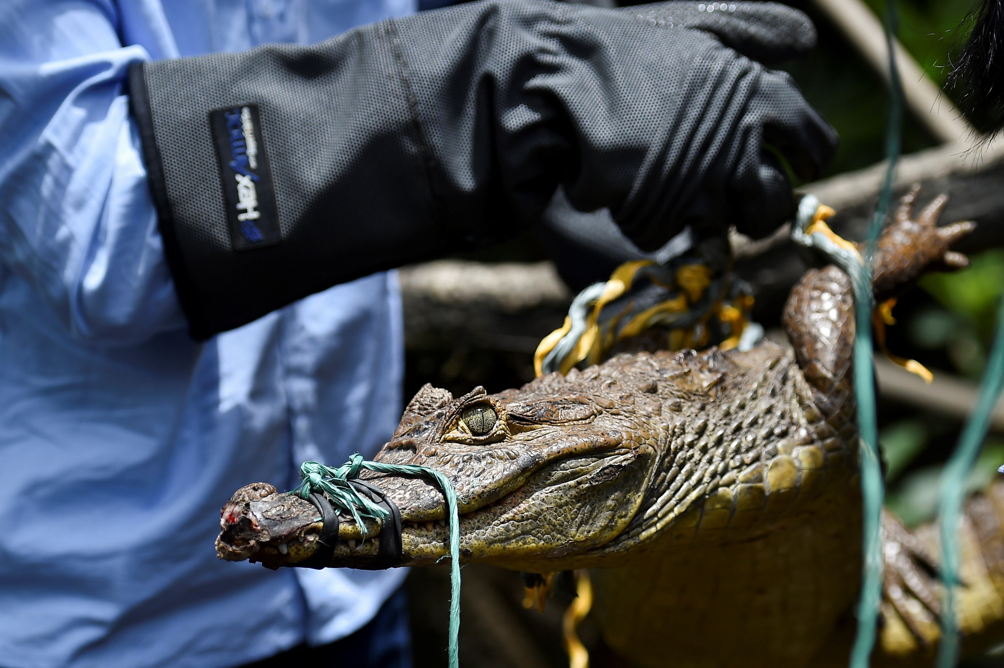 File Image: Environmental authorities in Colombia released about 1800 animals of different species in different areas of the country, who were recovered of illegal wildlife trafficking