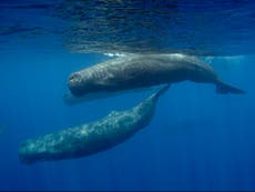 Sperm whales warned each other about harpoon attacks and learned to avoid hunters, research suggests