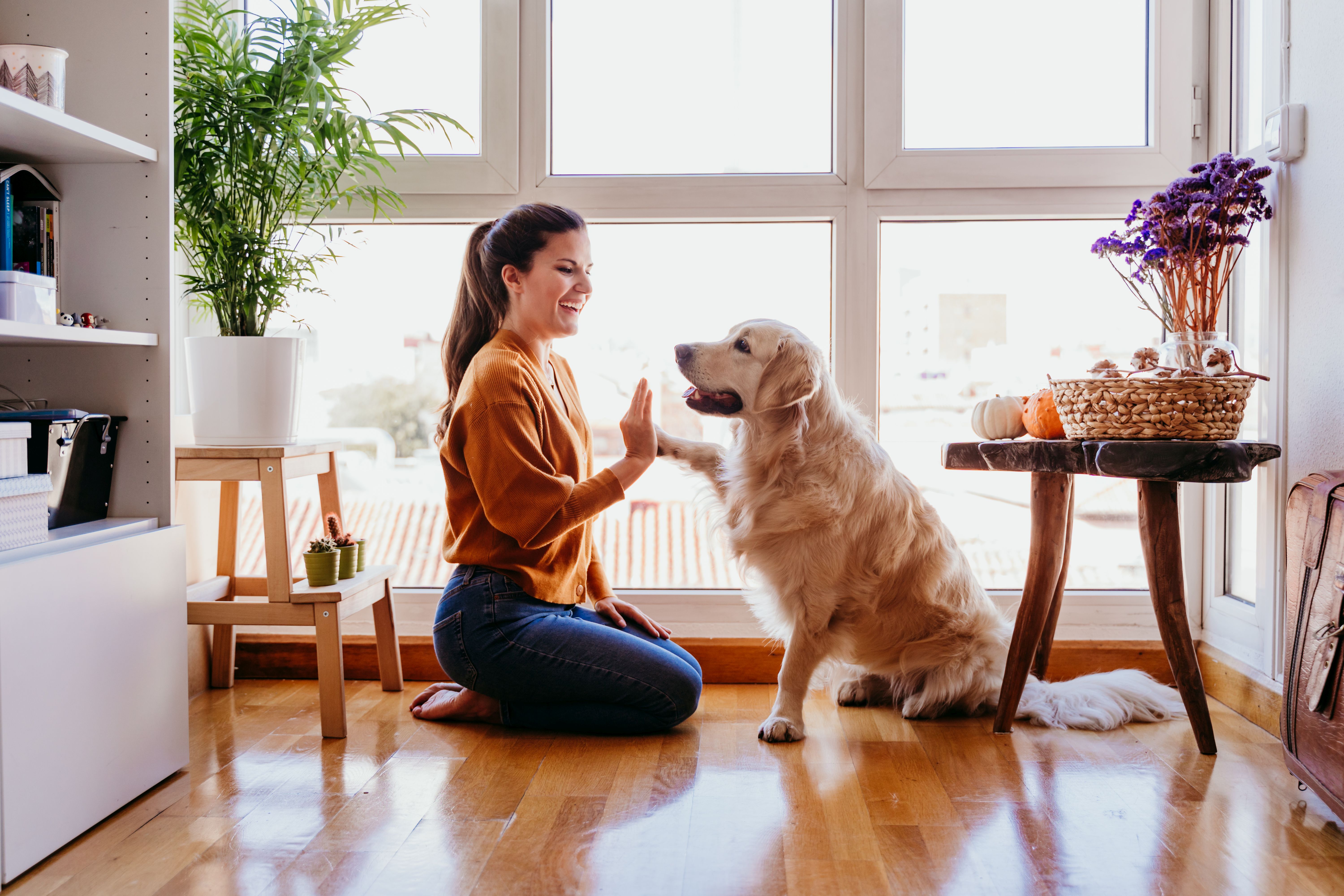 Young women teaching her golden retriever dog a new trick