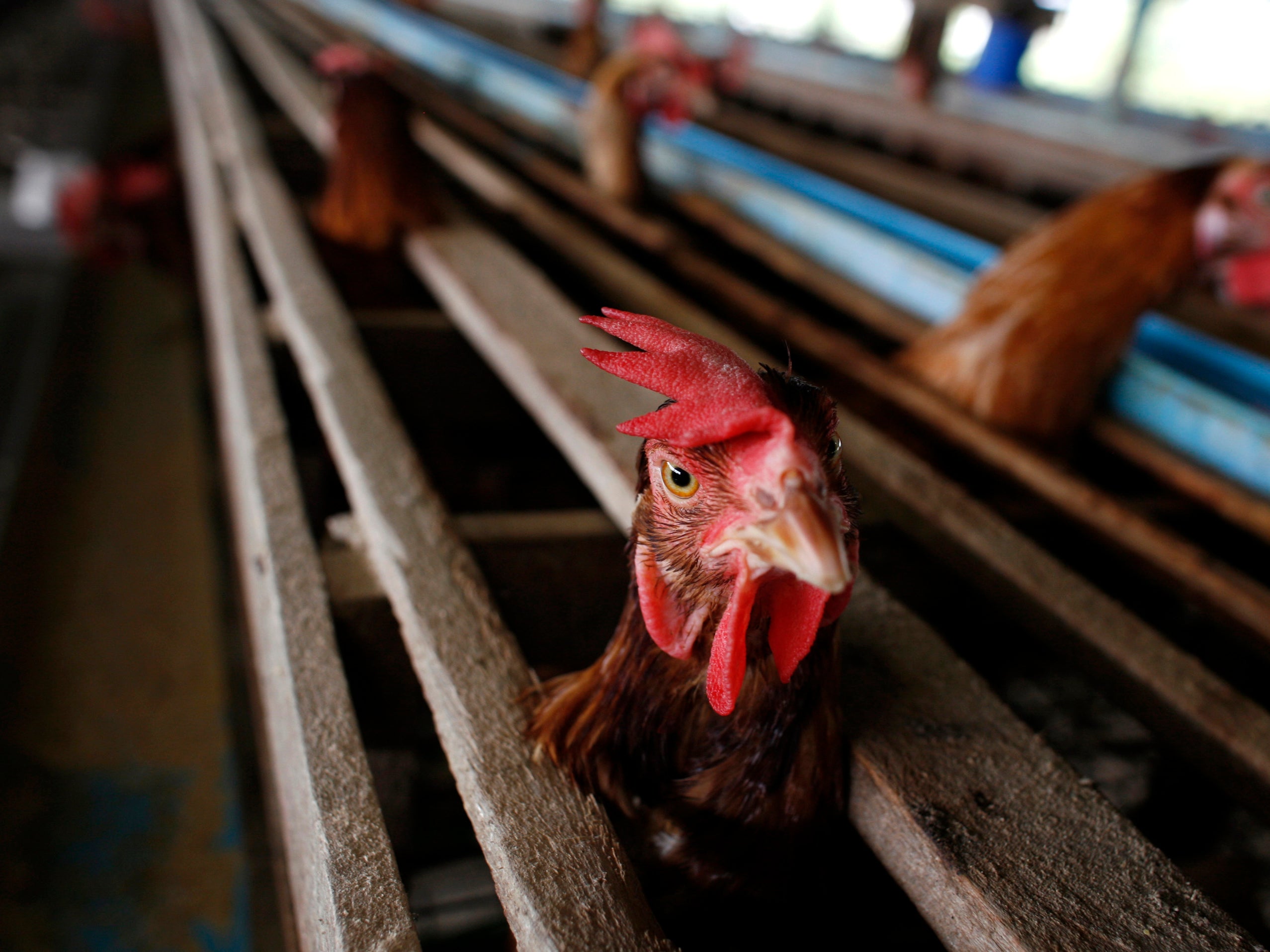 The chicken shed had partially collapsed and a large number of chickens were killed in the accident