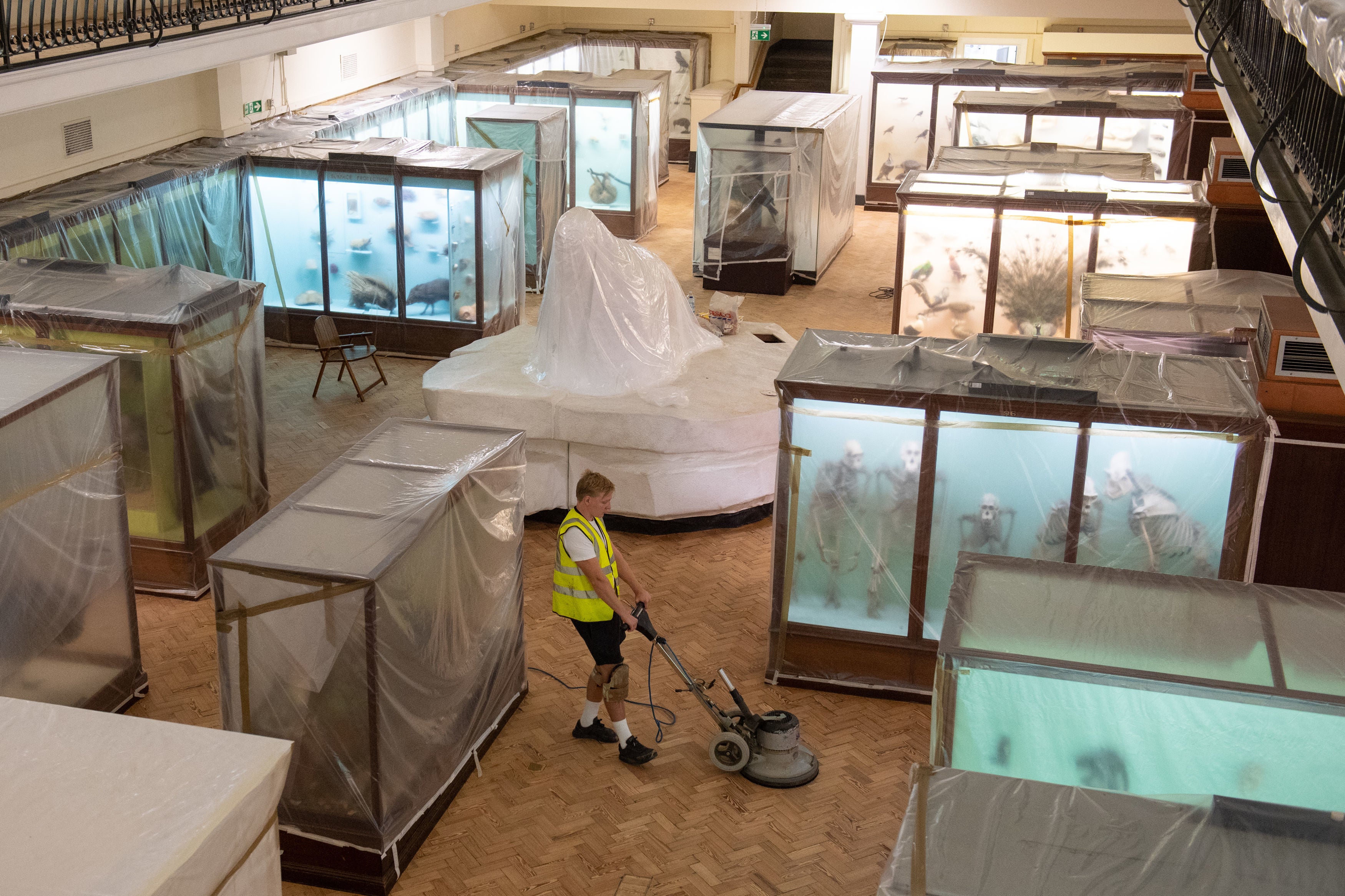 The Horniman Museum in London, which had the newly discovered shrimp named after it