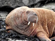 Walrus spotted in Wales days after being seen in Ireland