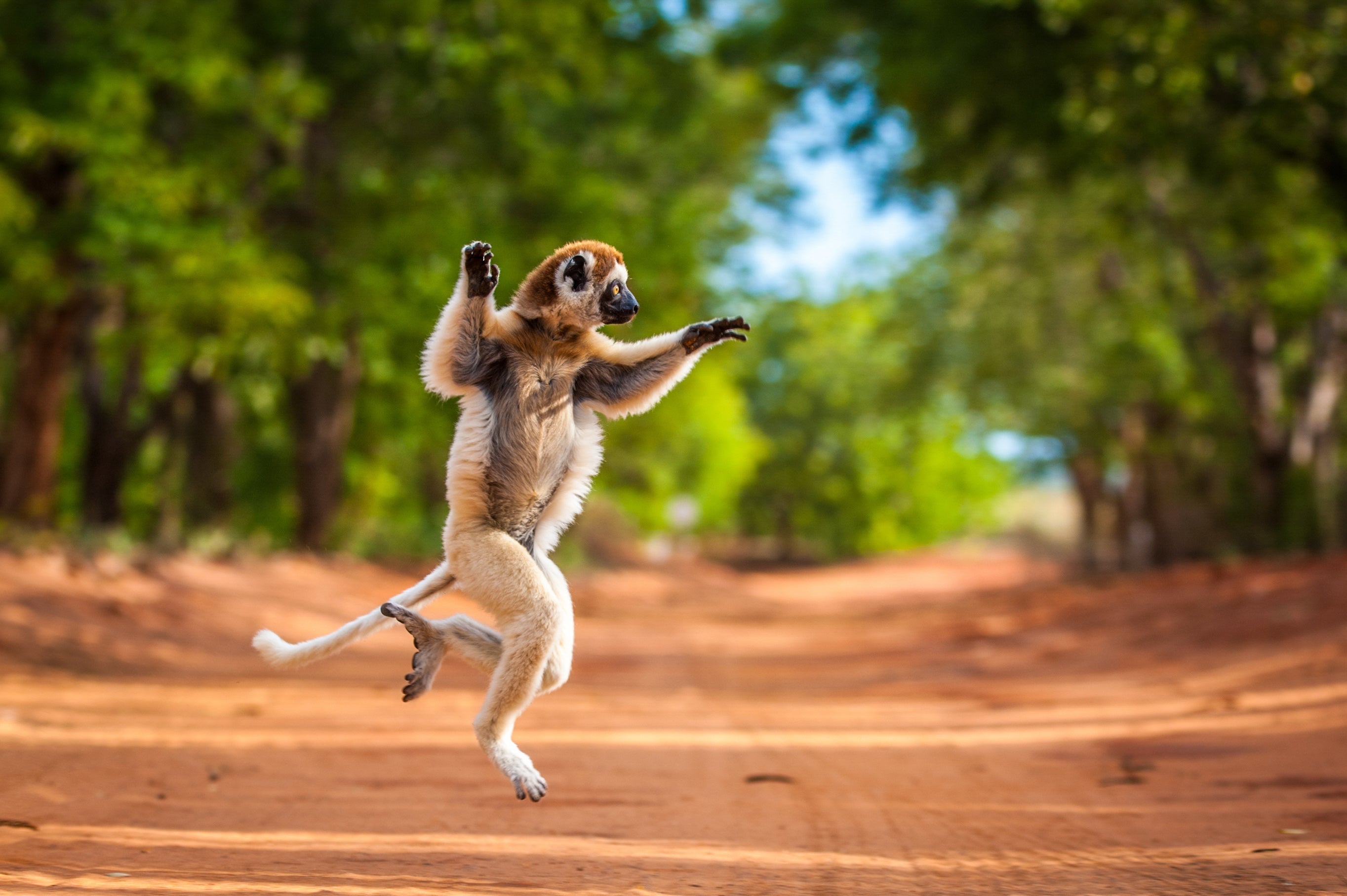 Verreaux’s sifaka photographed in the Berenty Reserve of Madagascar