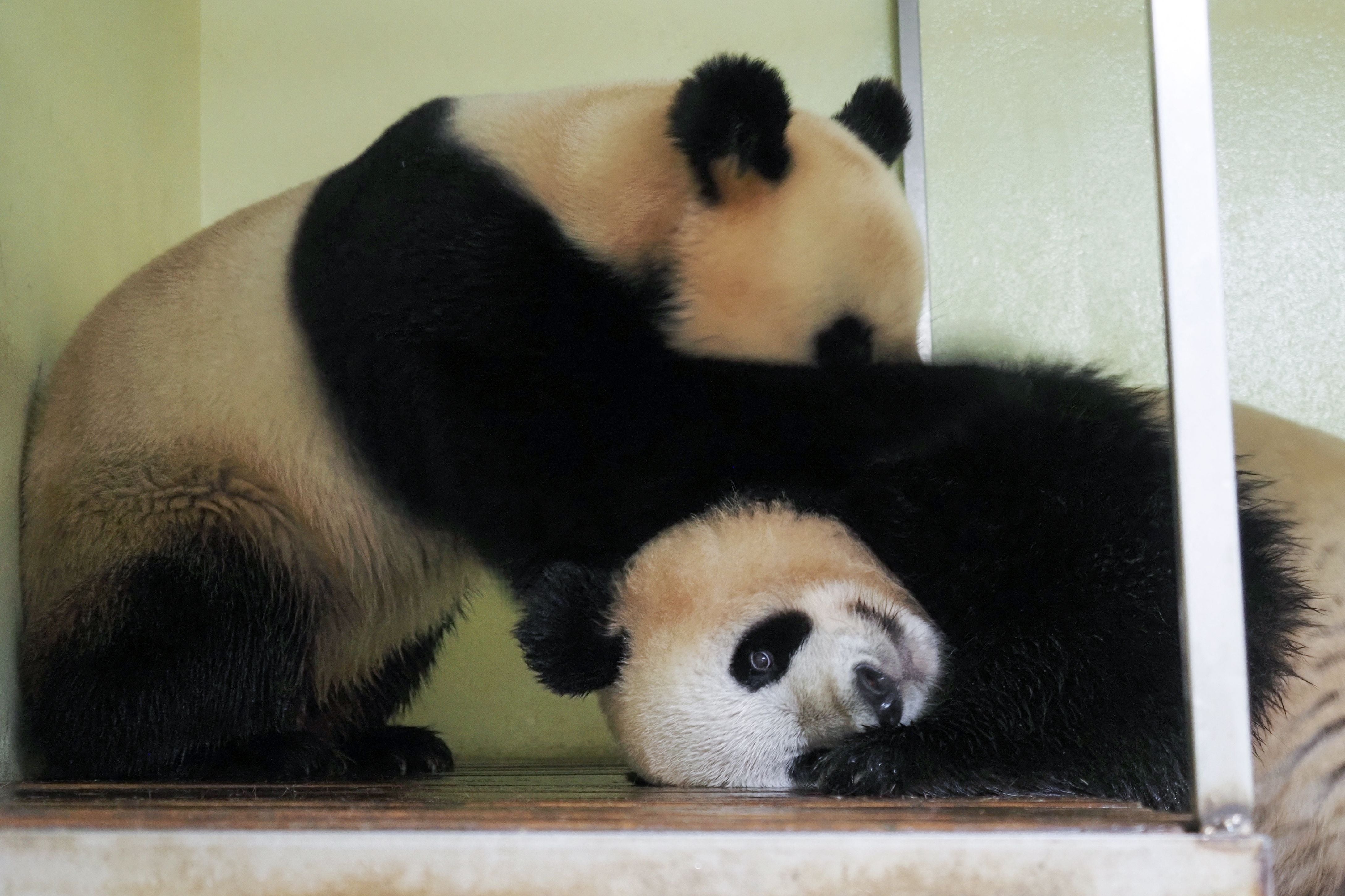 The pair mated eight time on Saturday