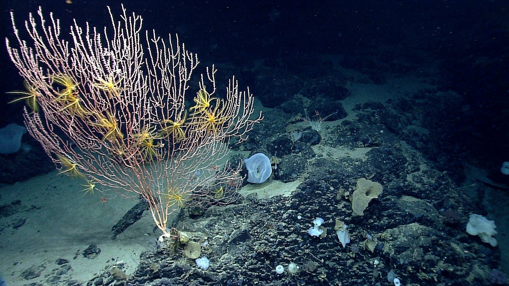 Marine Monument