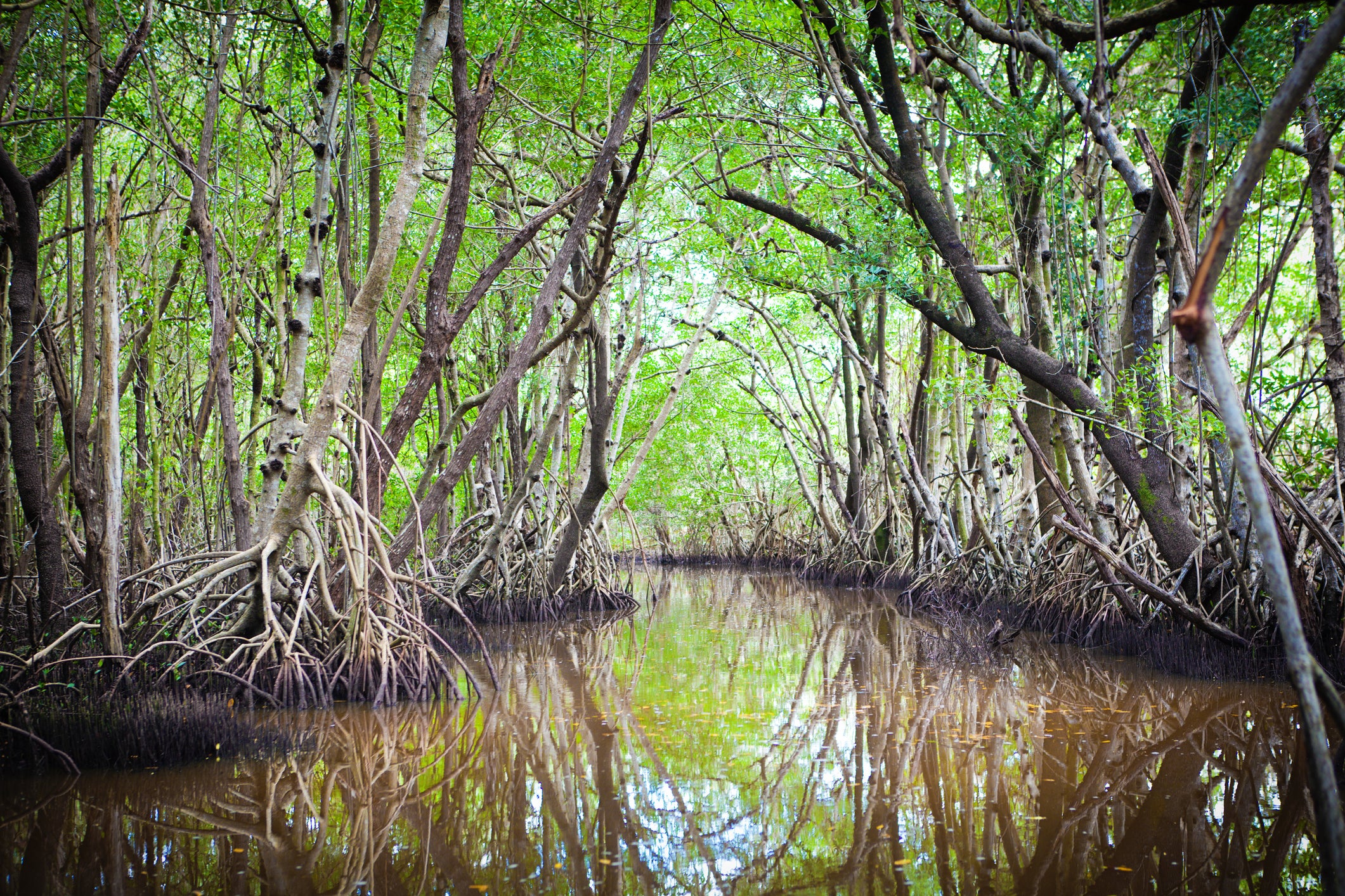 I recently bought my mum tickets to an Airbnb virtual experience travelling through the Everglades in Florida with a seasoned guide