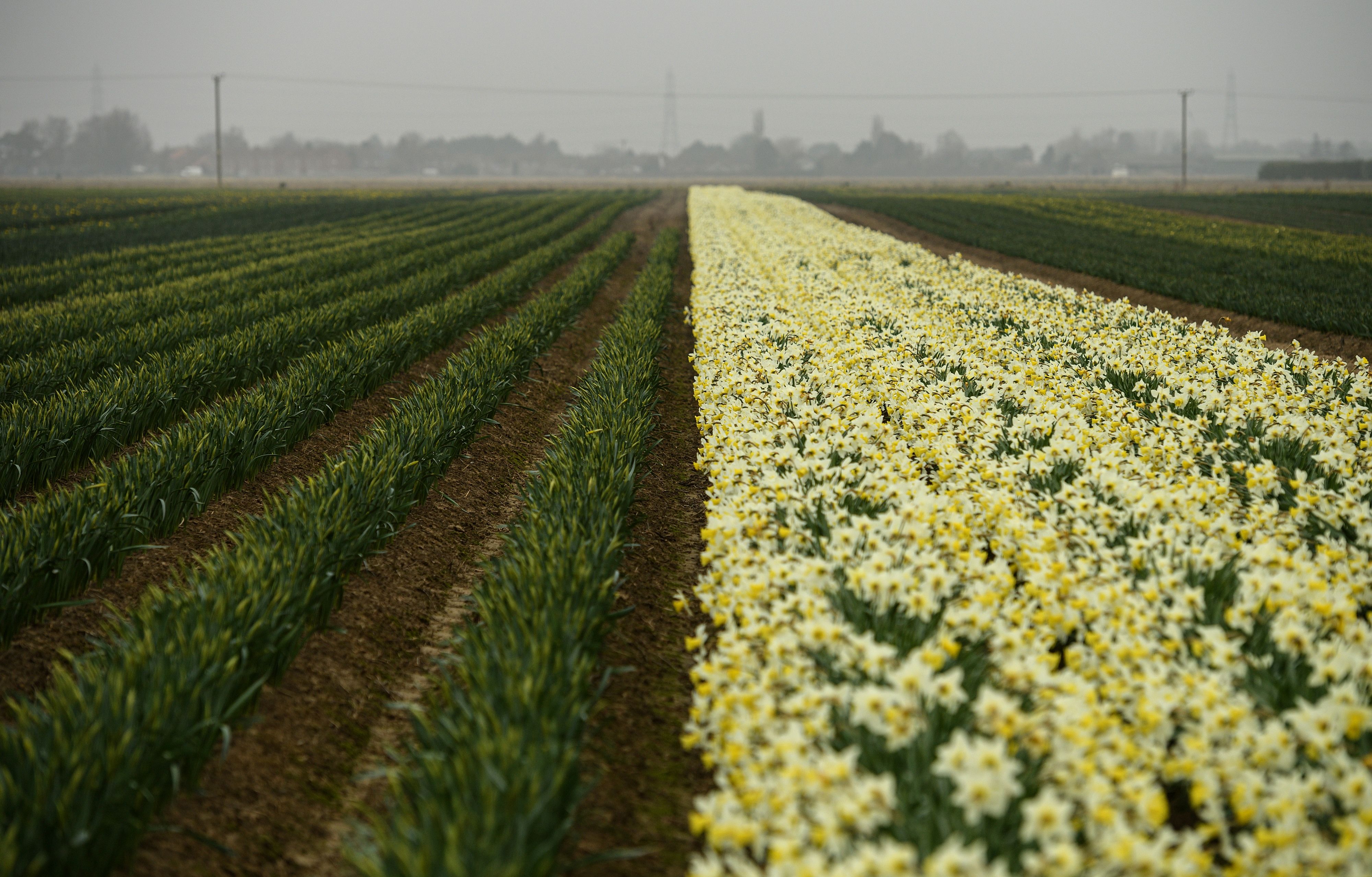 <p>A shortage of daffodil pickers means fewer flowers are being harvested</p>