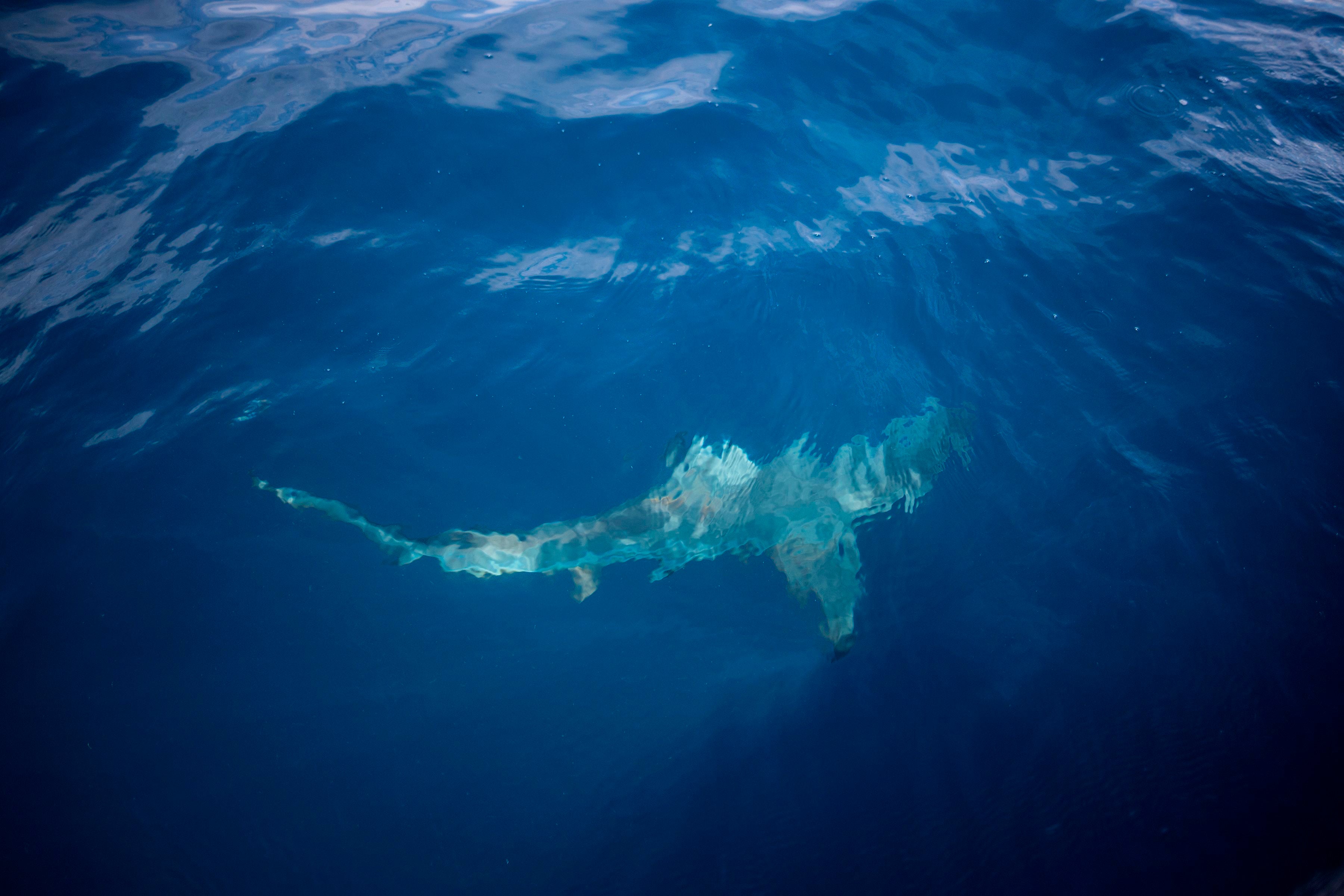 The tiger sharks studied were located in Shark Bay in Western Australia