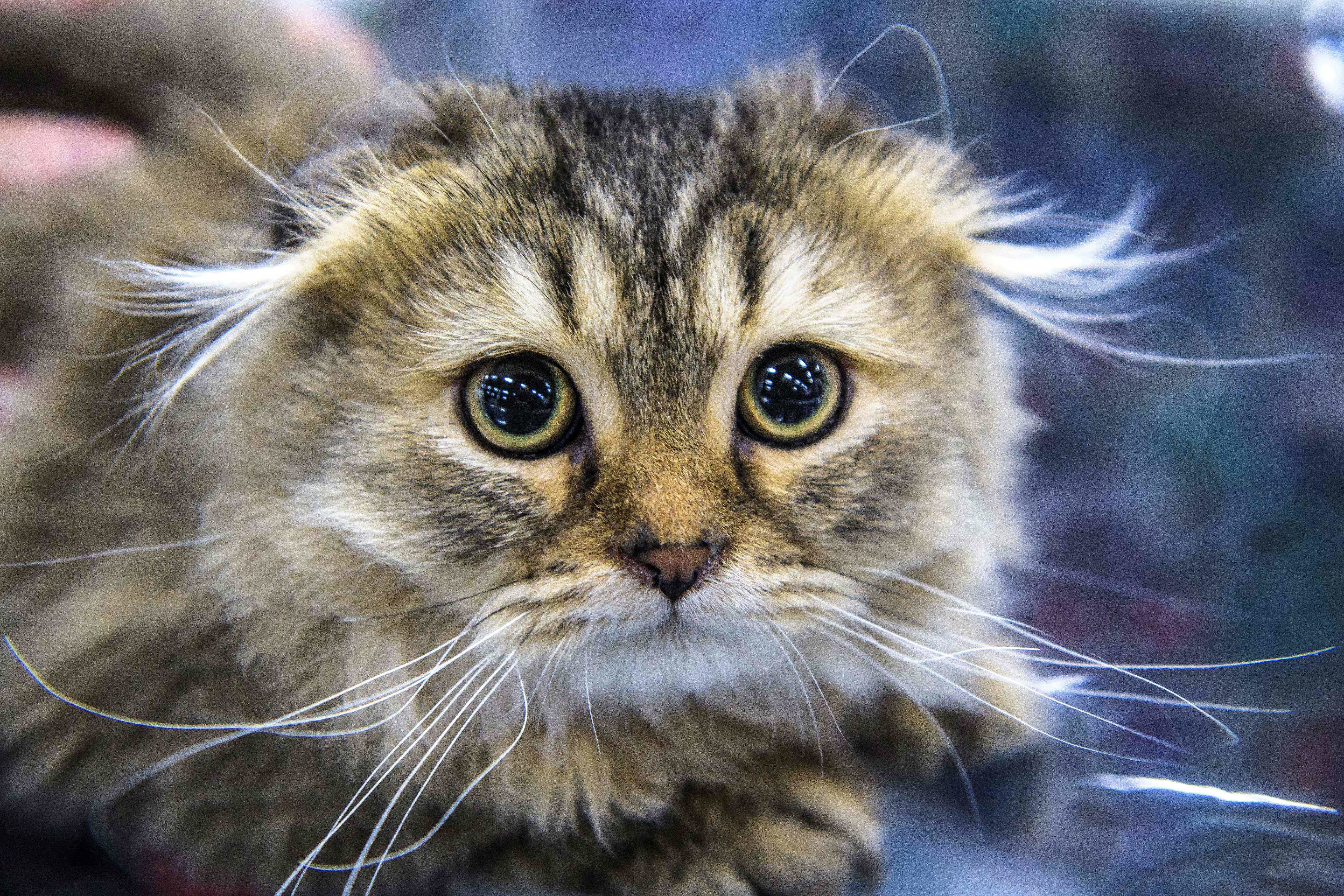 The film features a Scottish Fold cat, a breed the animal organisations said suffers from painful degenerative joint disease