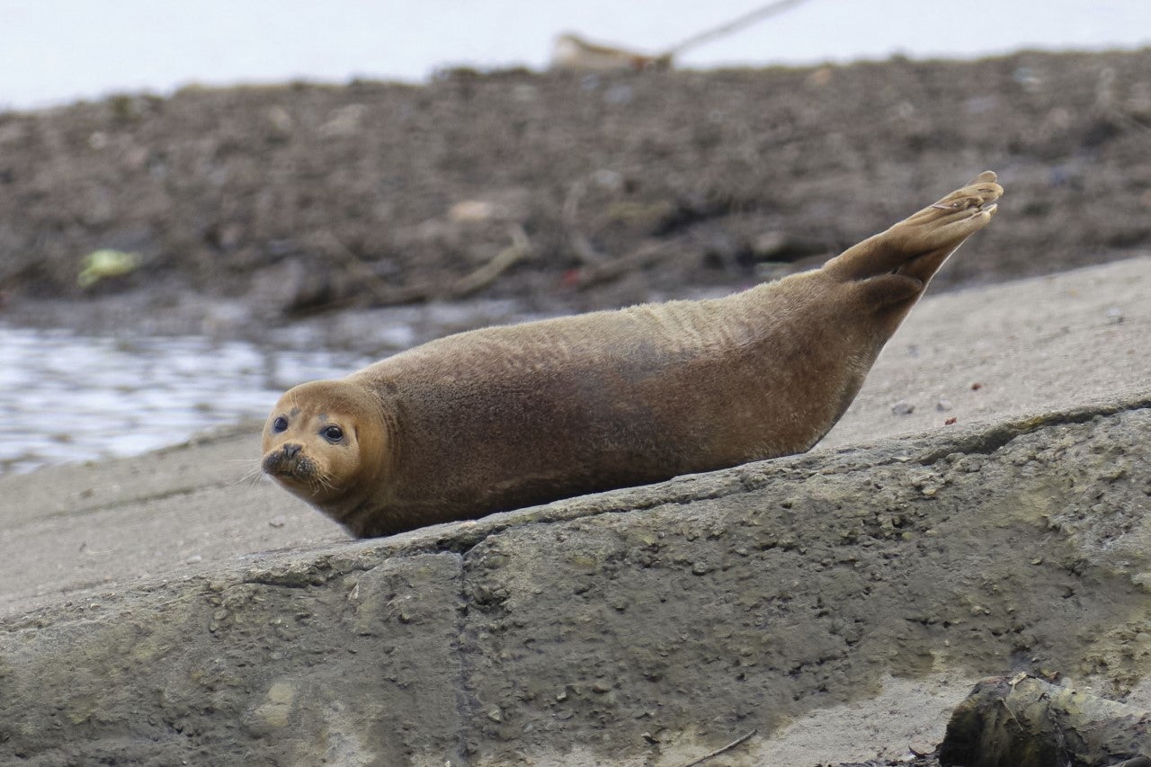 He was found to have a fractured flipper and a dislocated joint