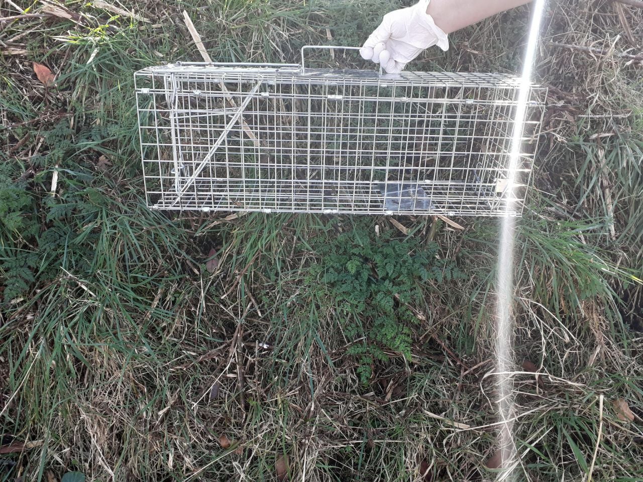 The cat was found next to Tayport High Lighthouse in Fife