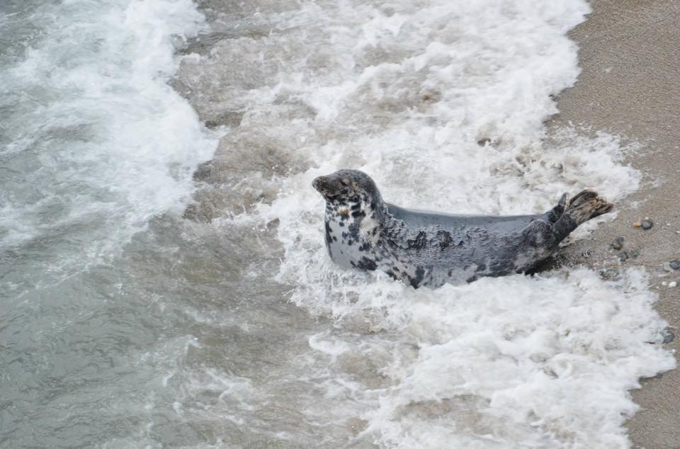 Both grey [pictured] and common seals can be seen all around the UK coastline