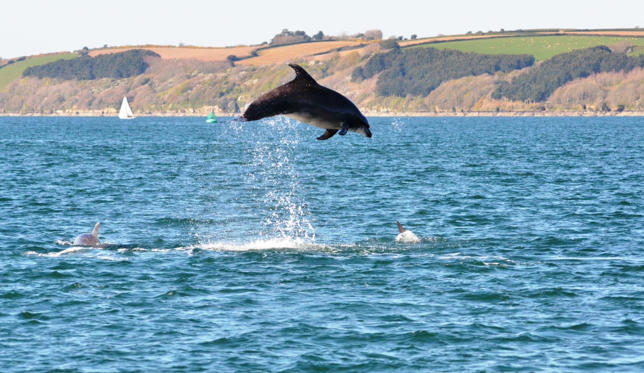 A bottlenose dolphin breaching off the coast of Falmouth