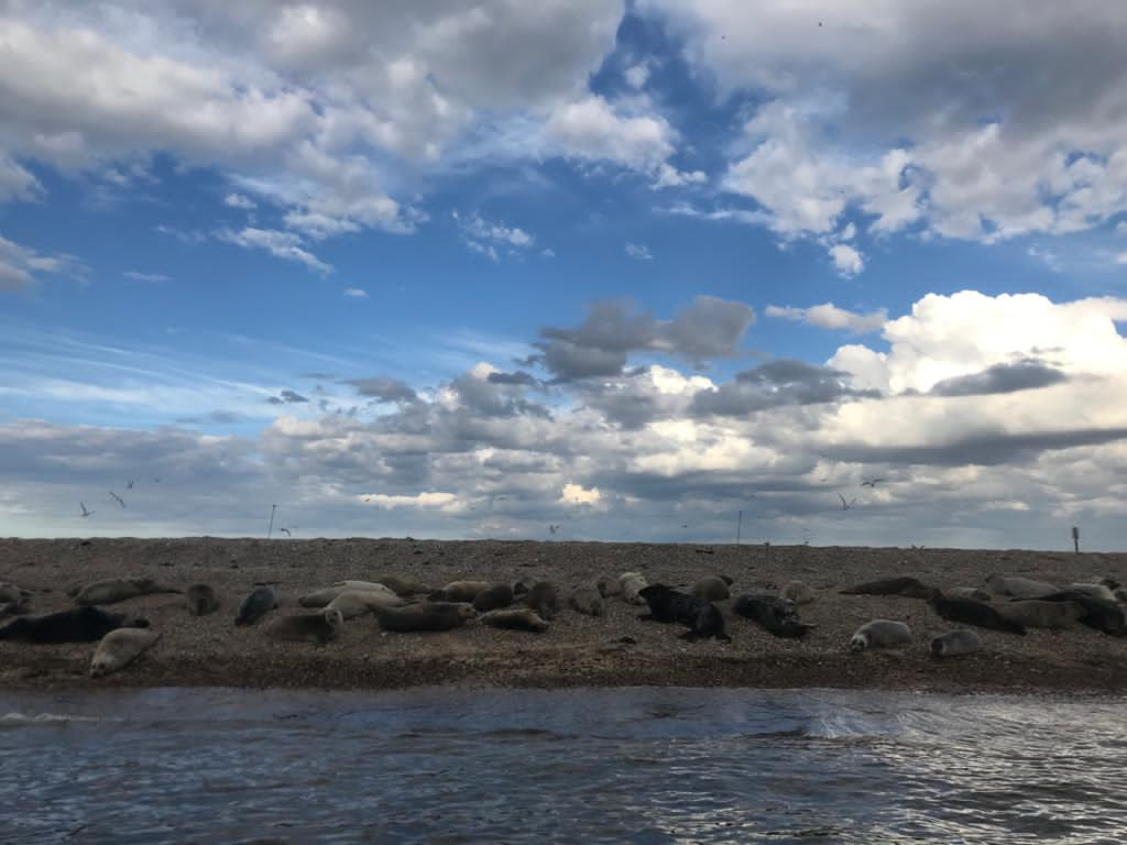 Seals hauled out on the beach at Blakeney Point in Norfolk