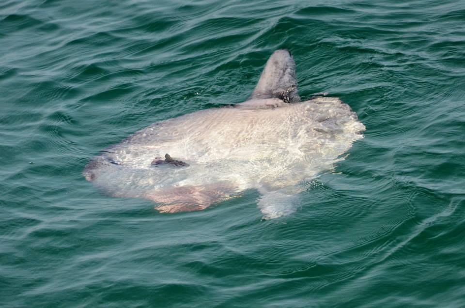 A sunfish – the heaviest bony fish in the world