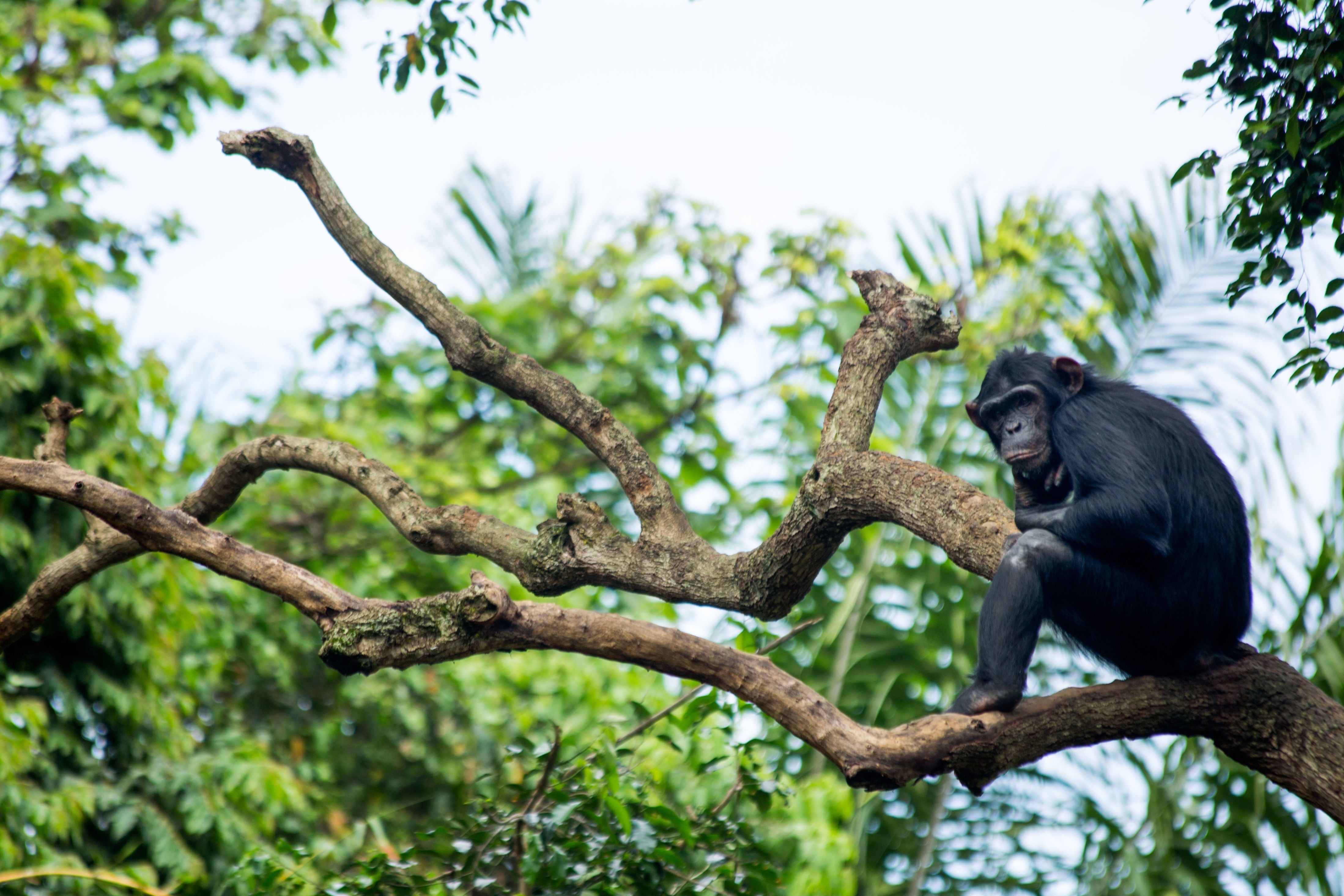 Cells called organoides grown from human, gorilla and chimpanzee stem cells were compared in the study