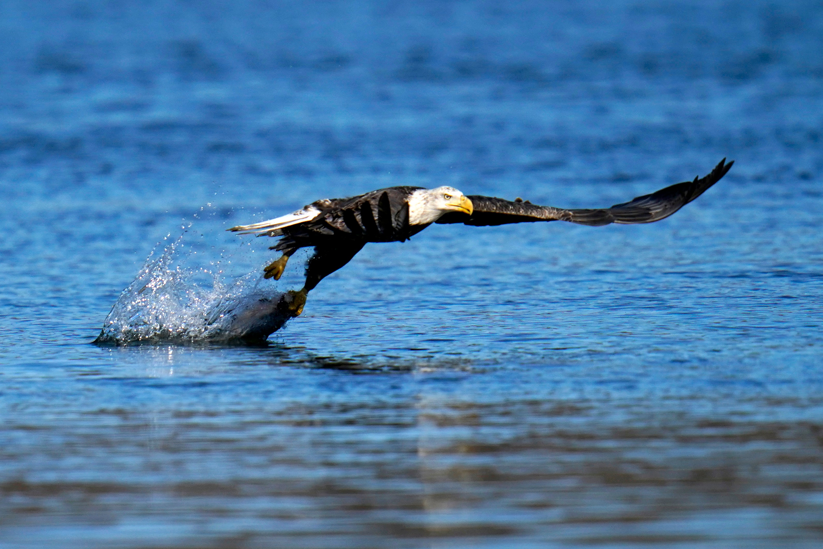 Bald Eagle Recovery