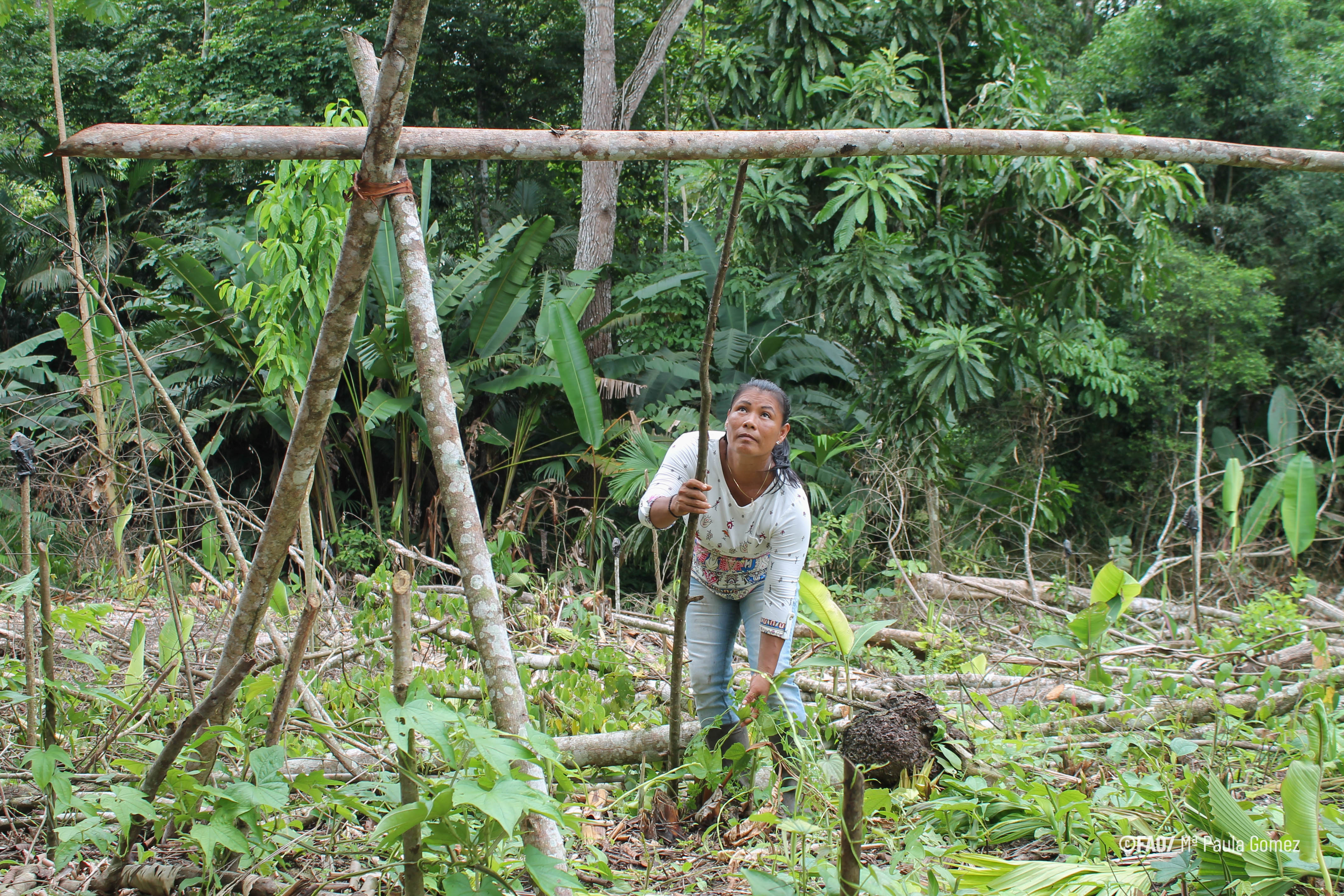 Tropical forest loss up to 2.8 times worse outside indigenous areas, says a UN report