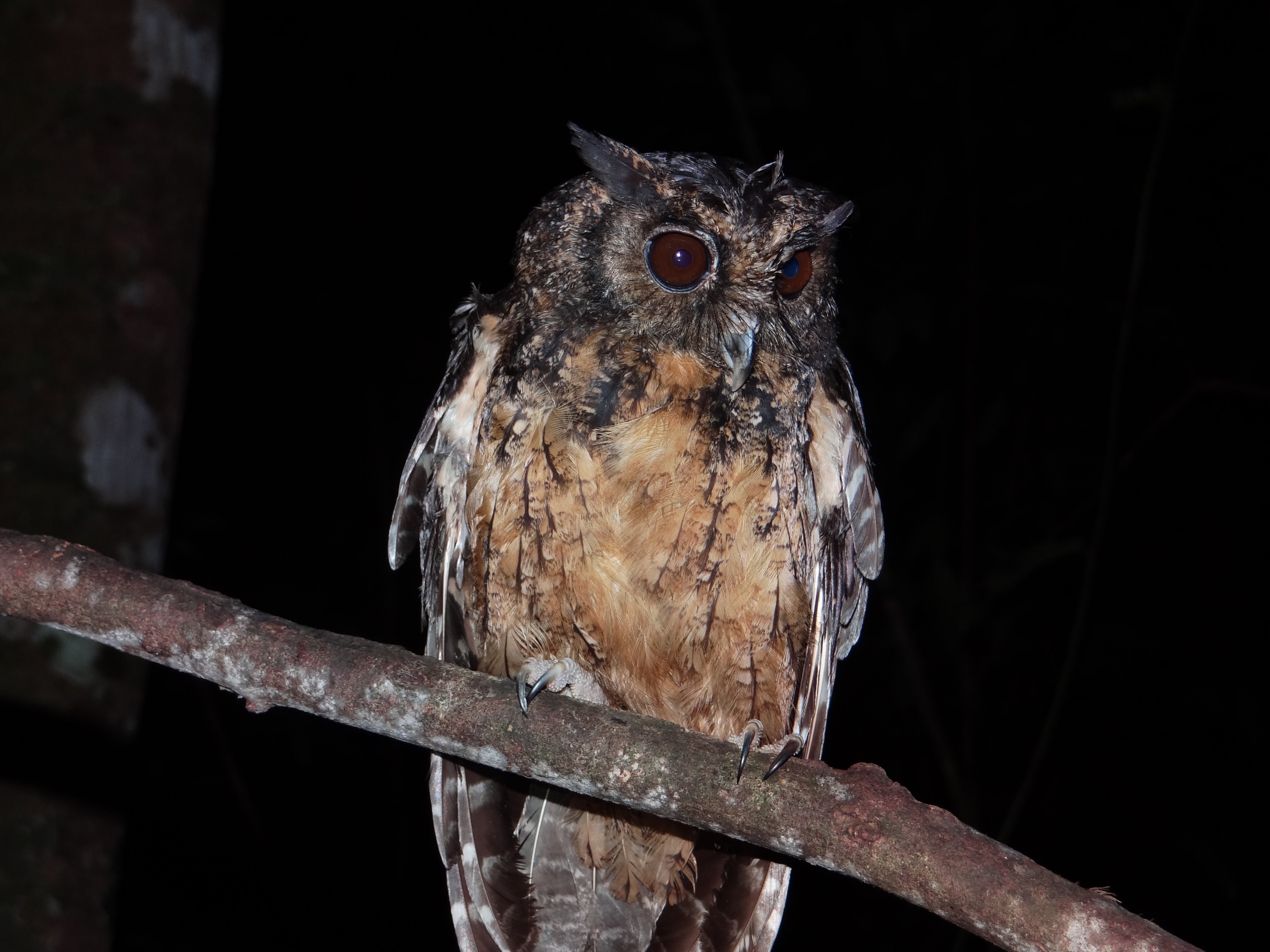 The xingu screech owl is named after the Xingu River, close to where it is found