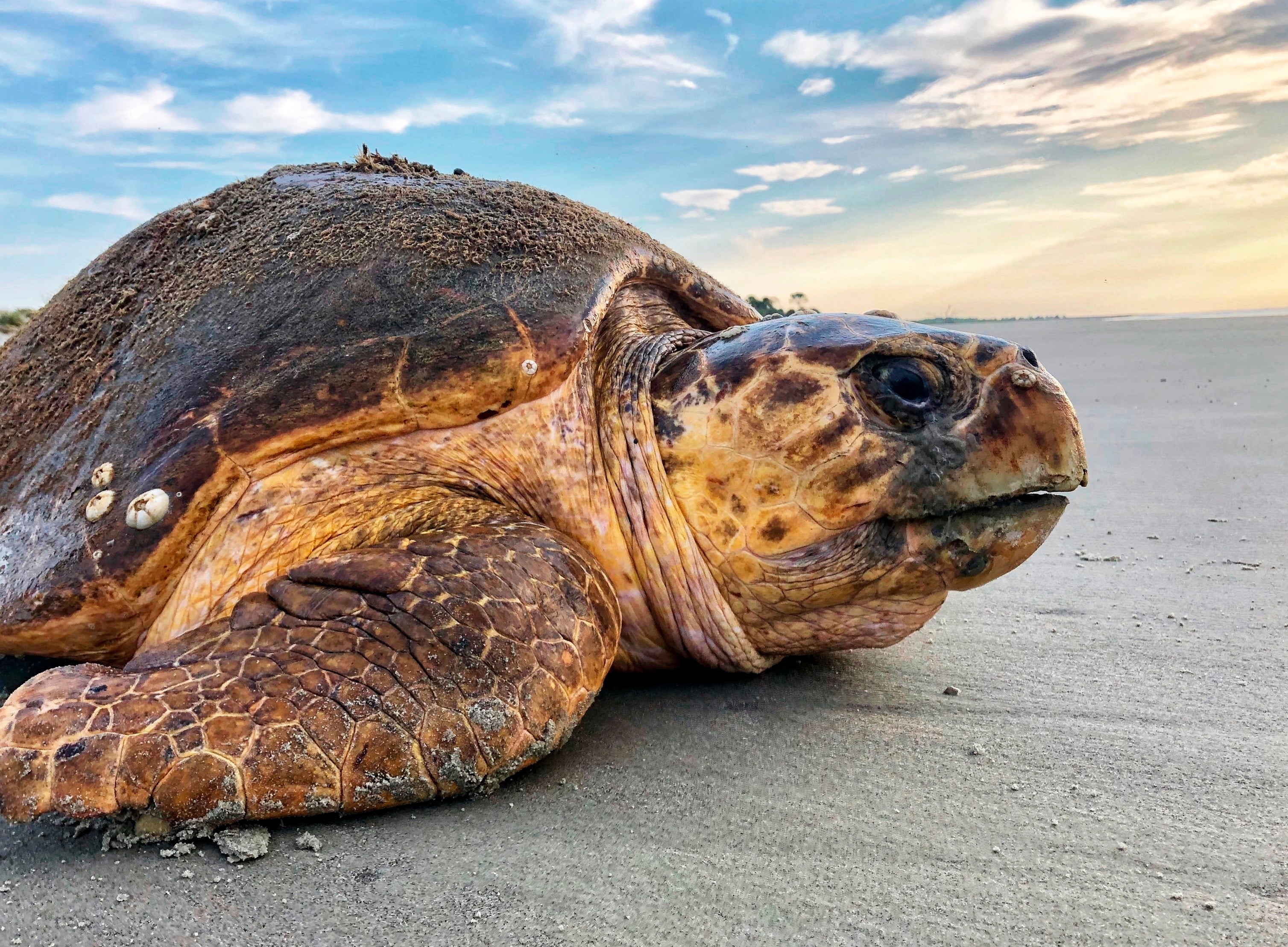 Sea Turtles Dredging Threat