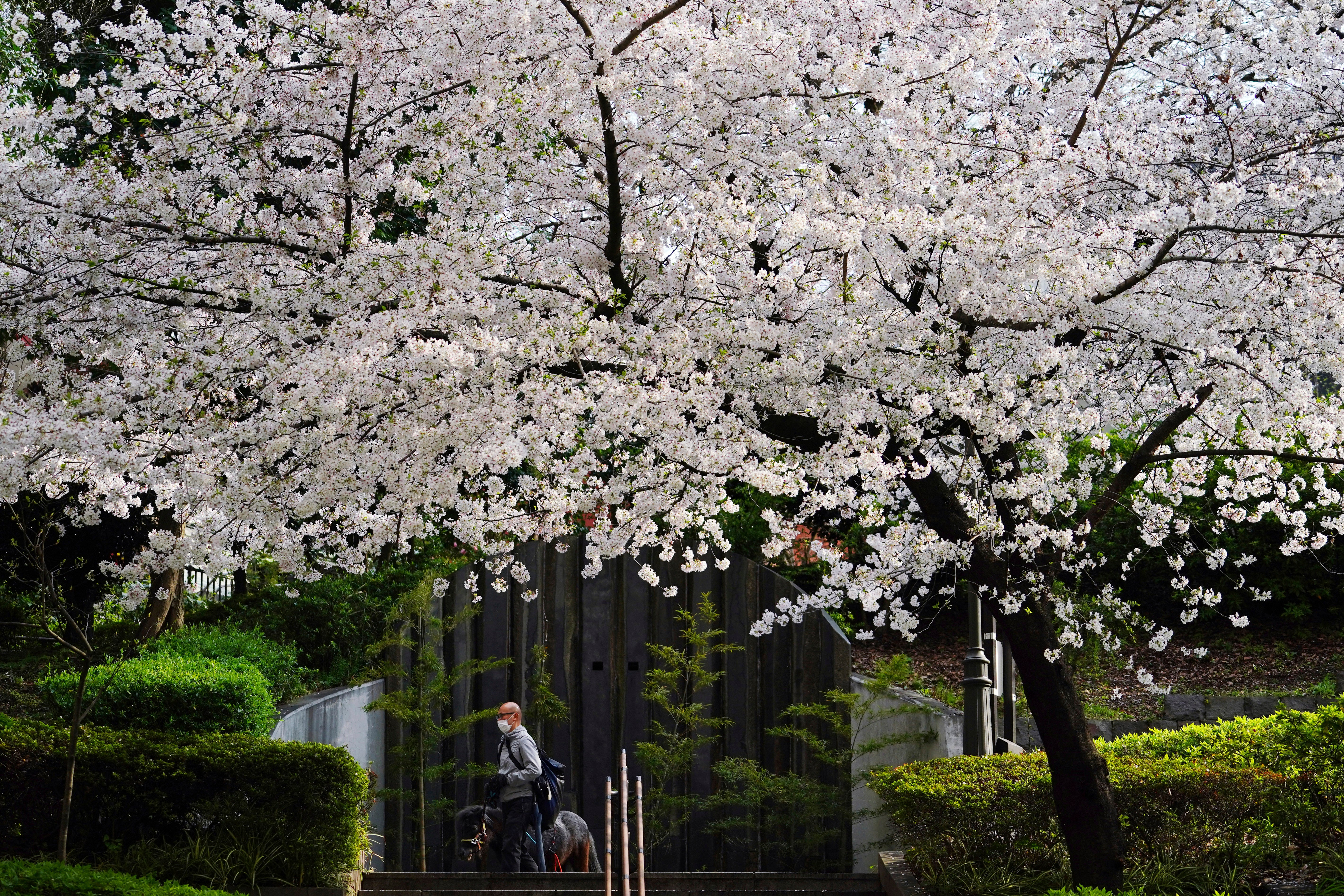 Cherry Blossoms in Tokyo