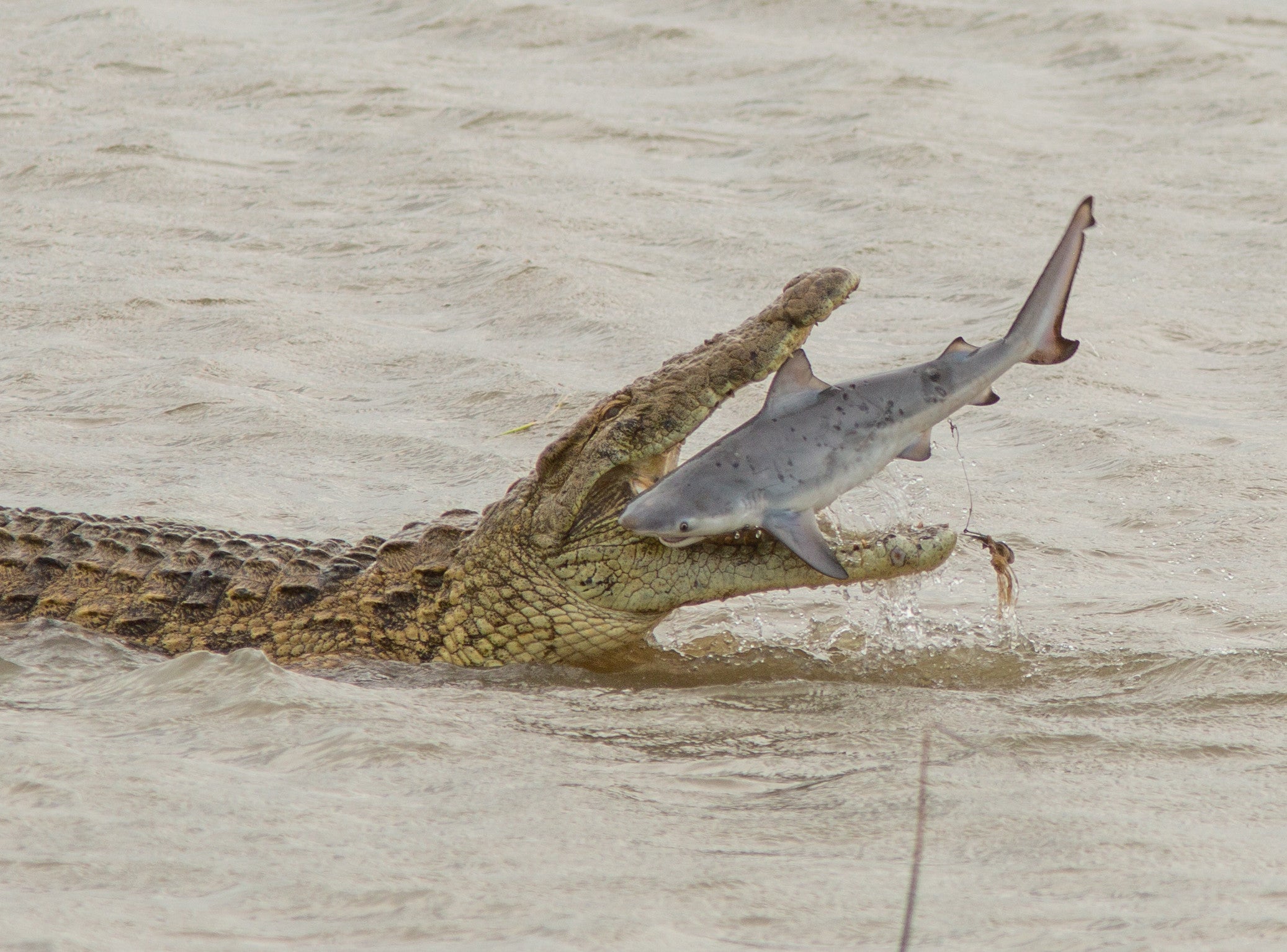 The unfortunate Bull shark pup was unable to escape