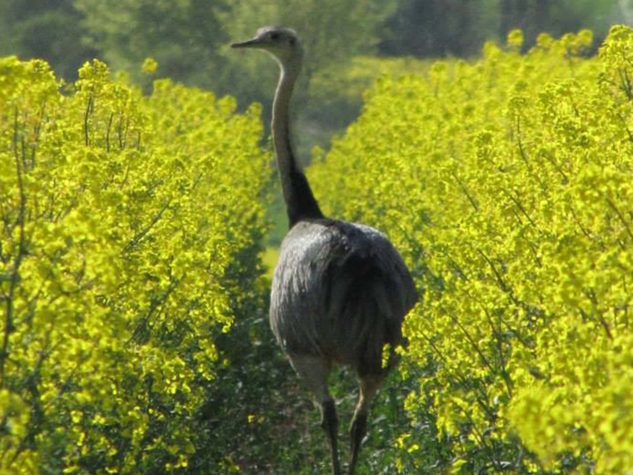 Officials have warned people not to approach the “very fast” and “aggressive” animals (file picture)