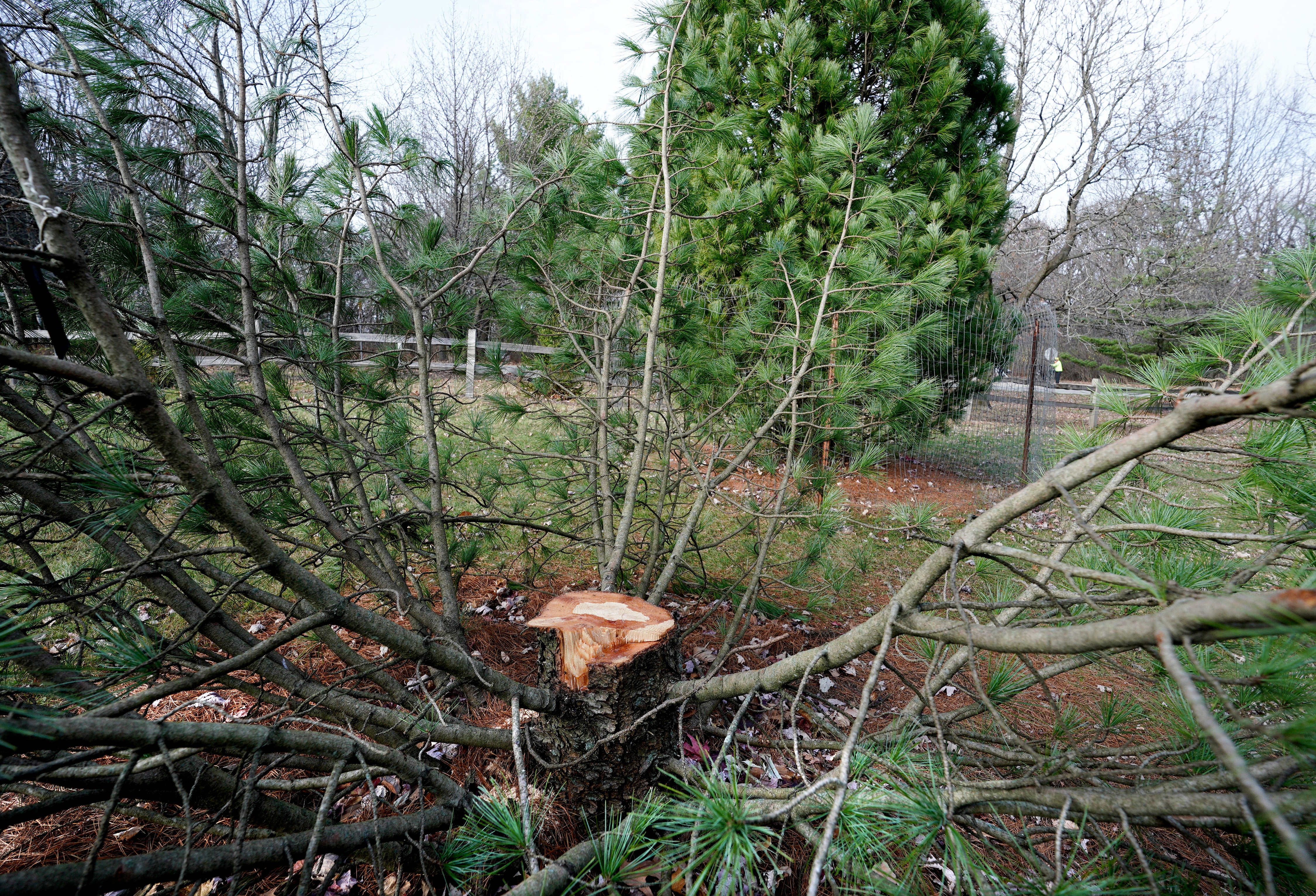 ODD-Rare-Tree-Theft