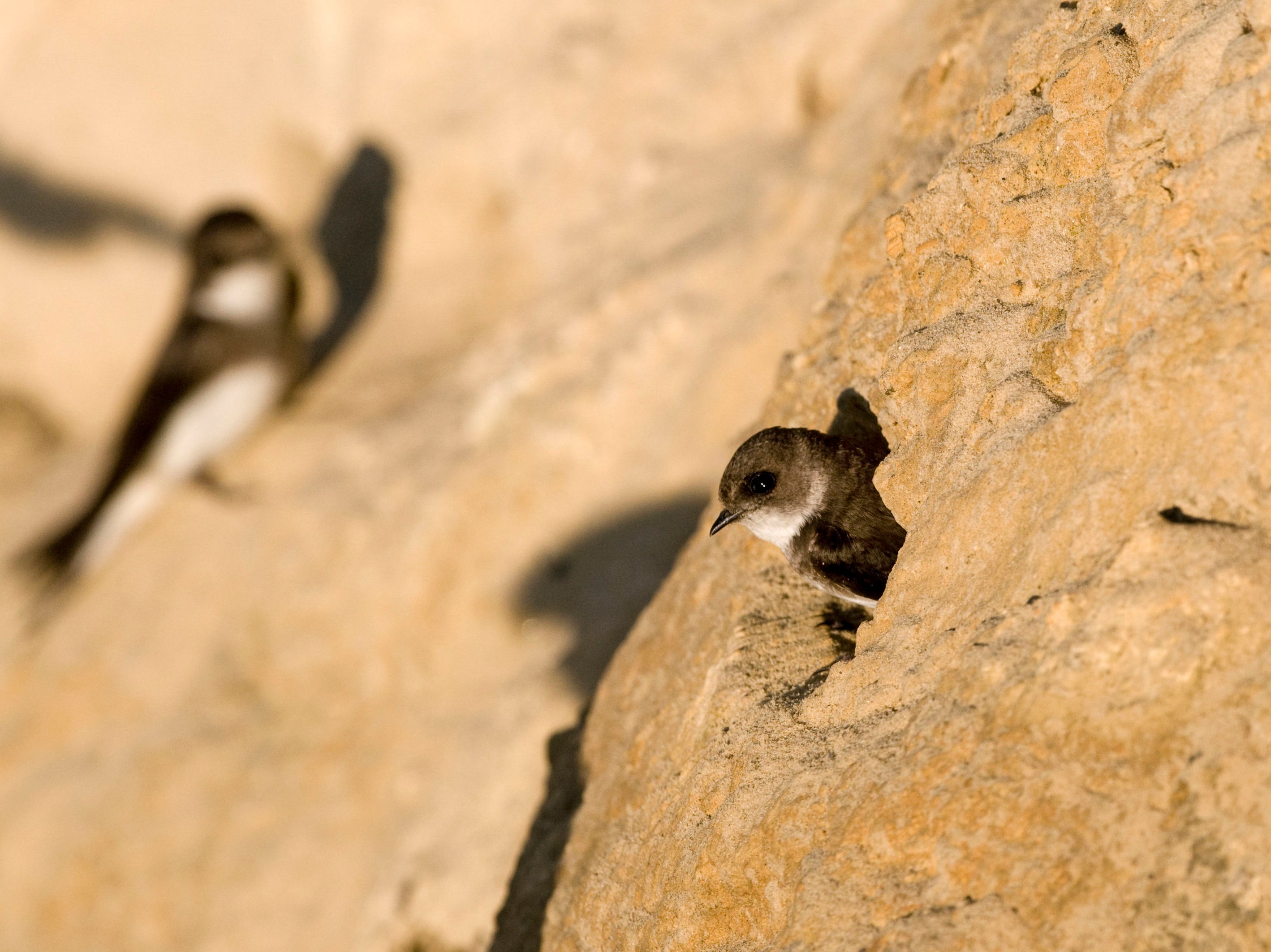 New efforts are being made to boost sand martin numbers in southern England