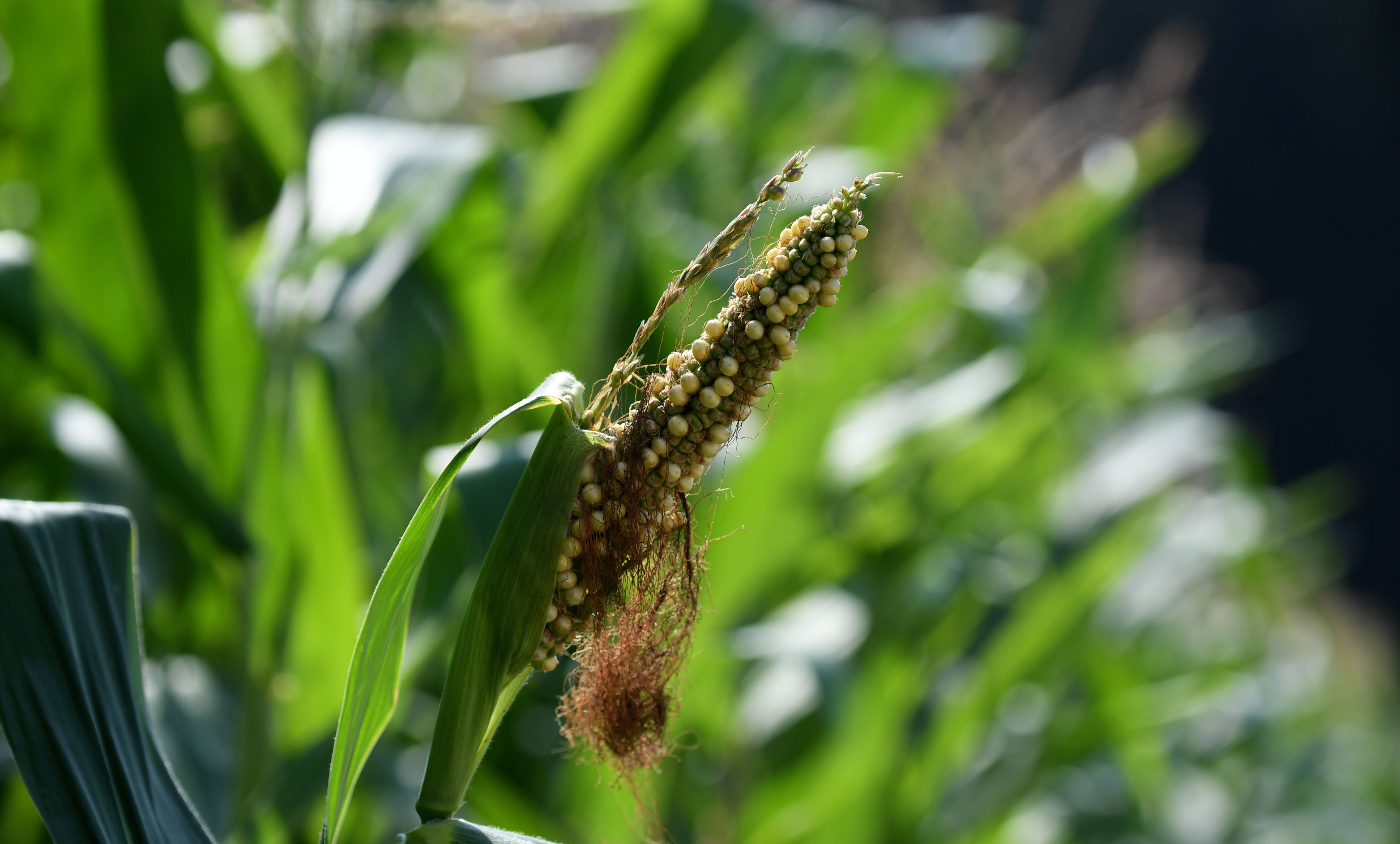 Damage to crops from heatwaves and droughts has tripled in Europe since the 1960s