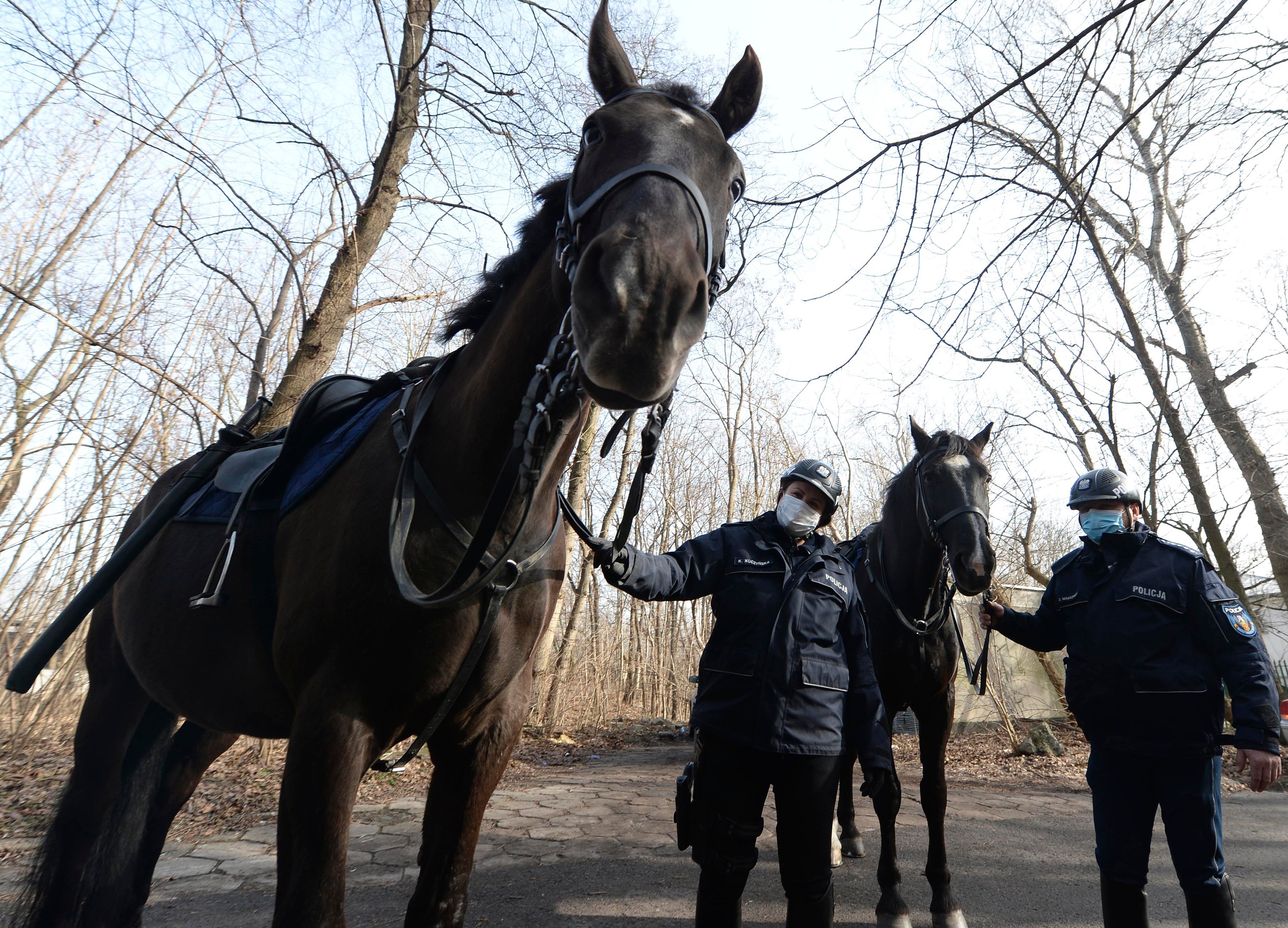 Poland Animal Retirement