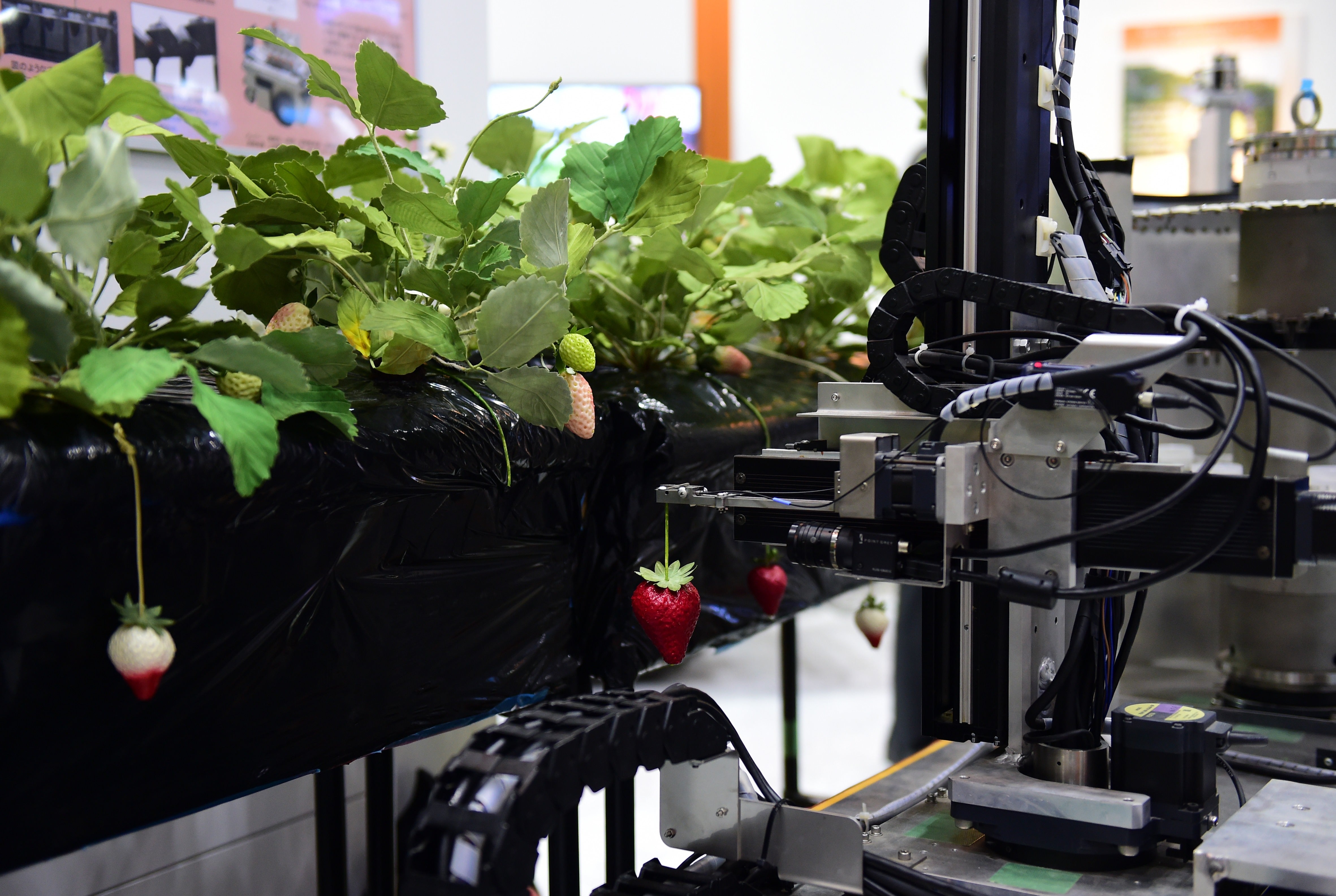 Japan’s Utsunomiya University demonstrating a robot that picks ripe strawberries during a demonstration at the annual International Robot Exhibition in Tokyo 2015