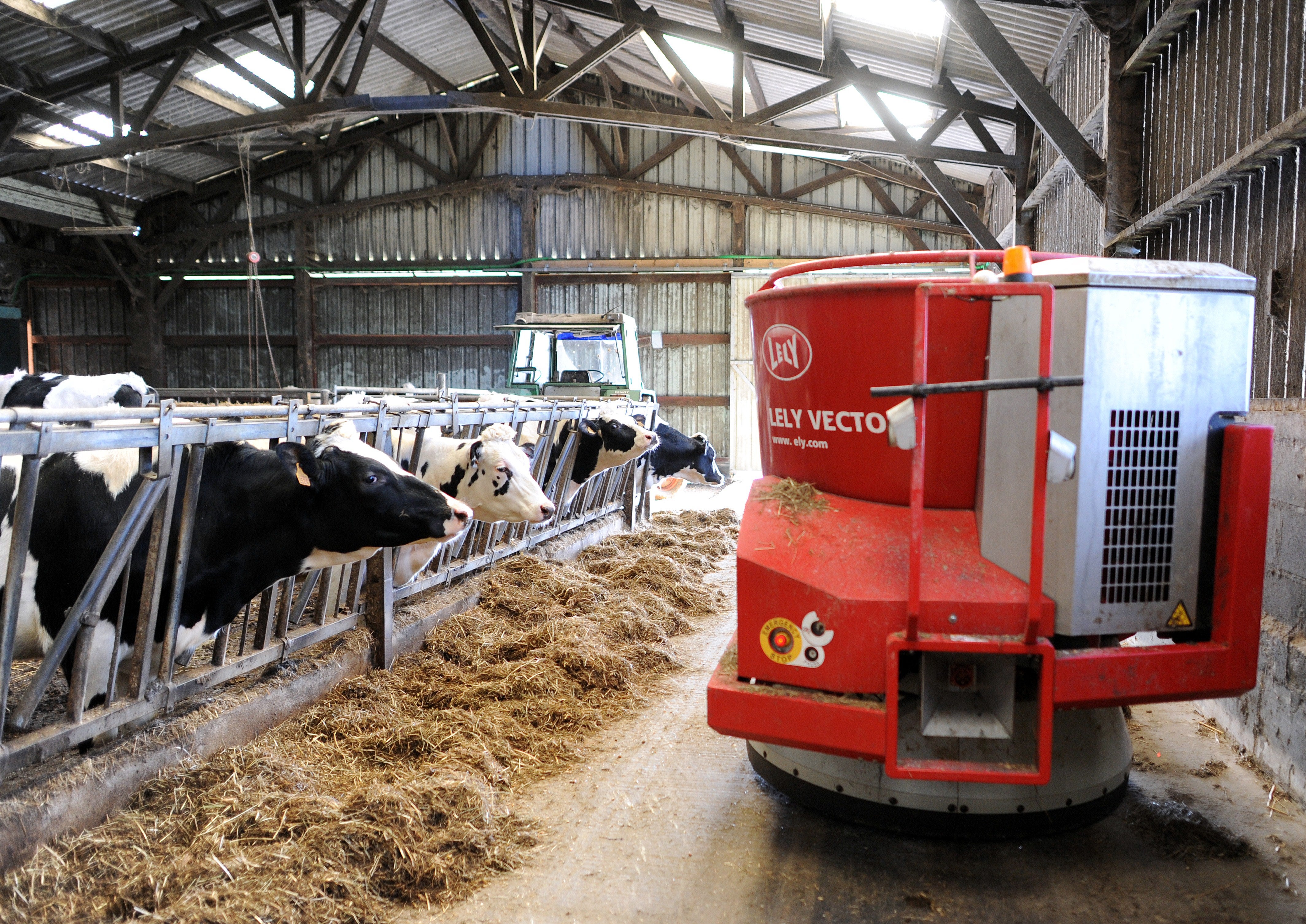 A robot automatically feeds Prim'Holstein dairy cows in France