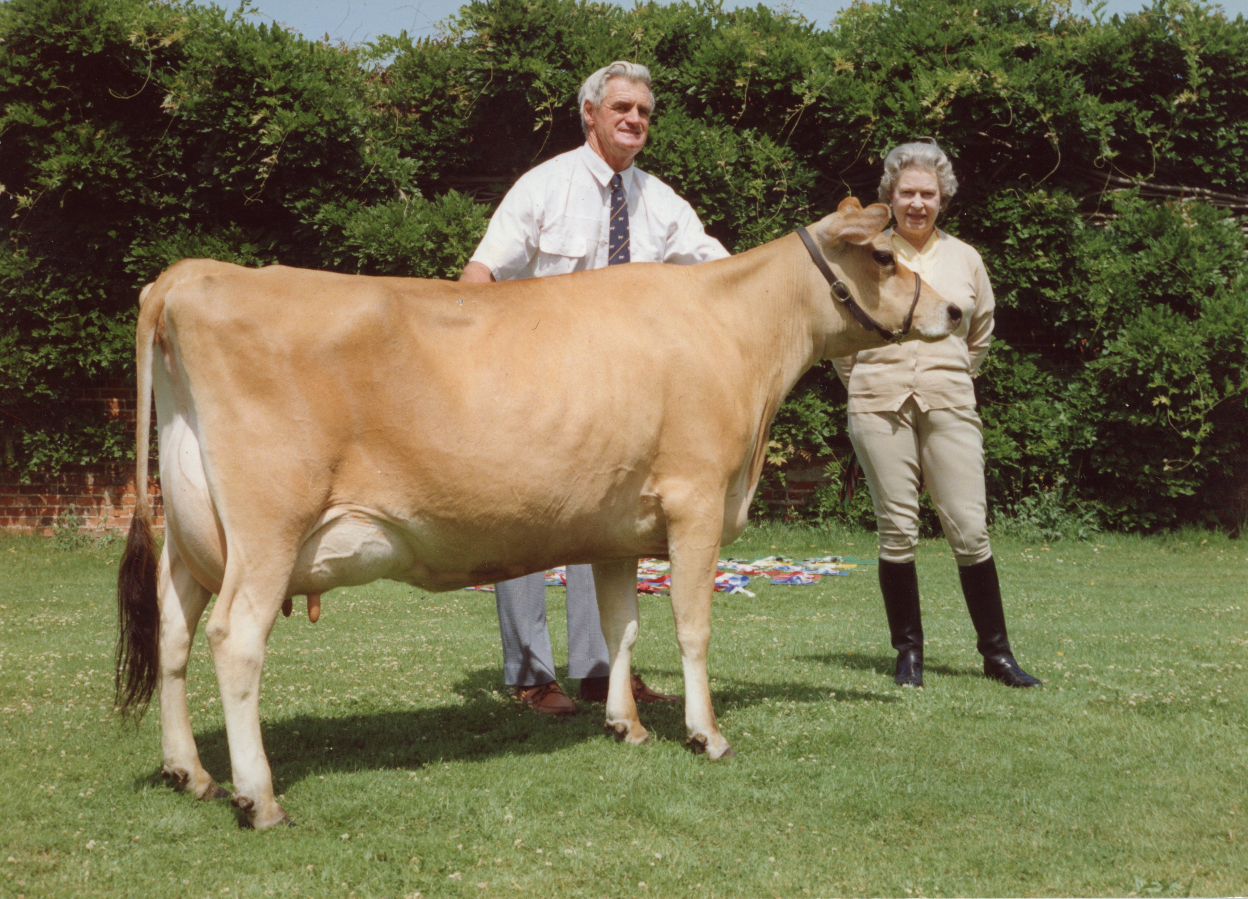 The Queen in 1992 at Windsor with a cow called Elizabeth