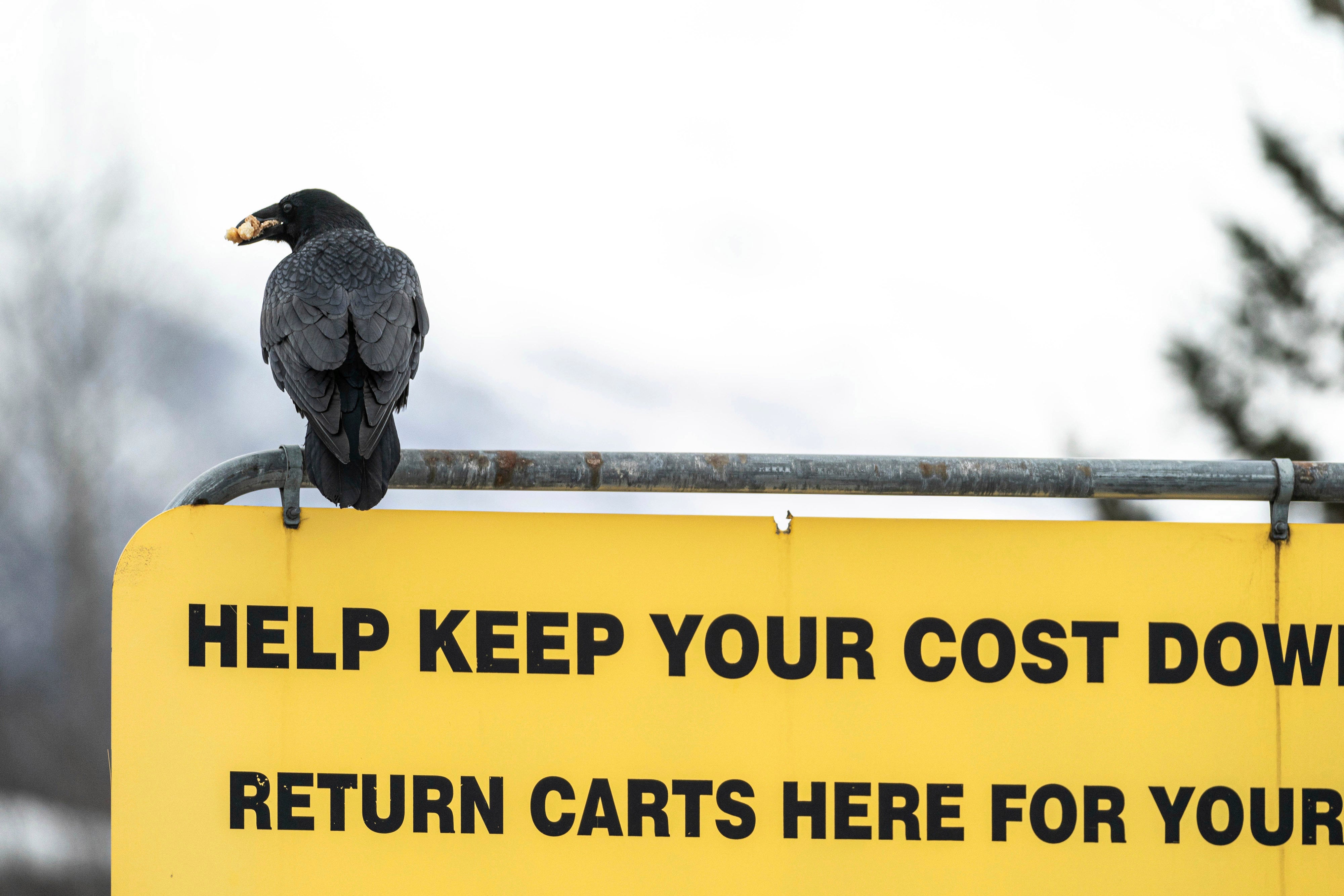 ODD Alaska Costco Raven Thieves