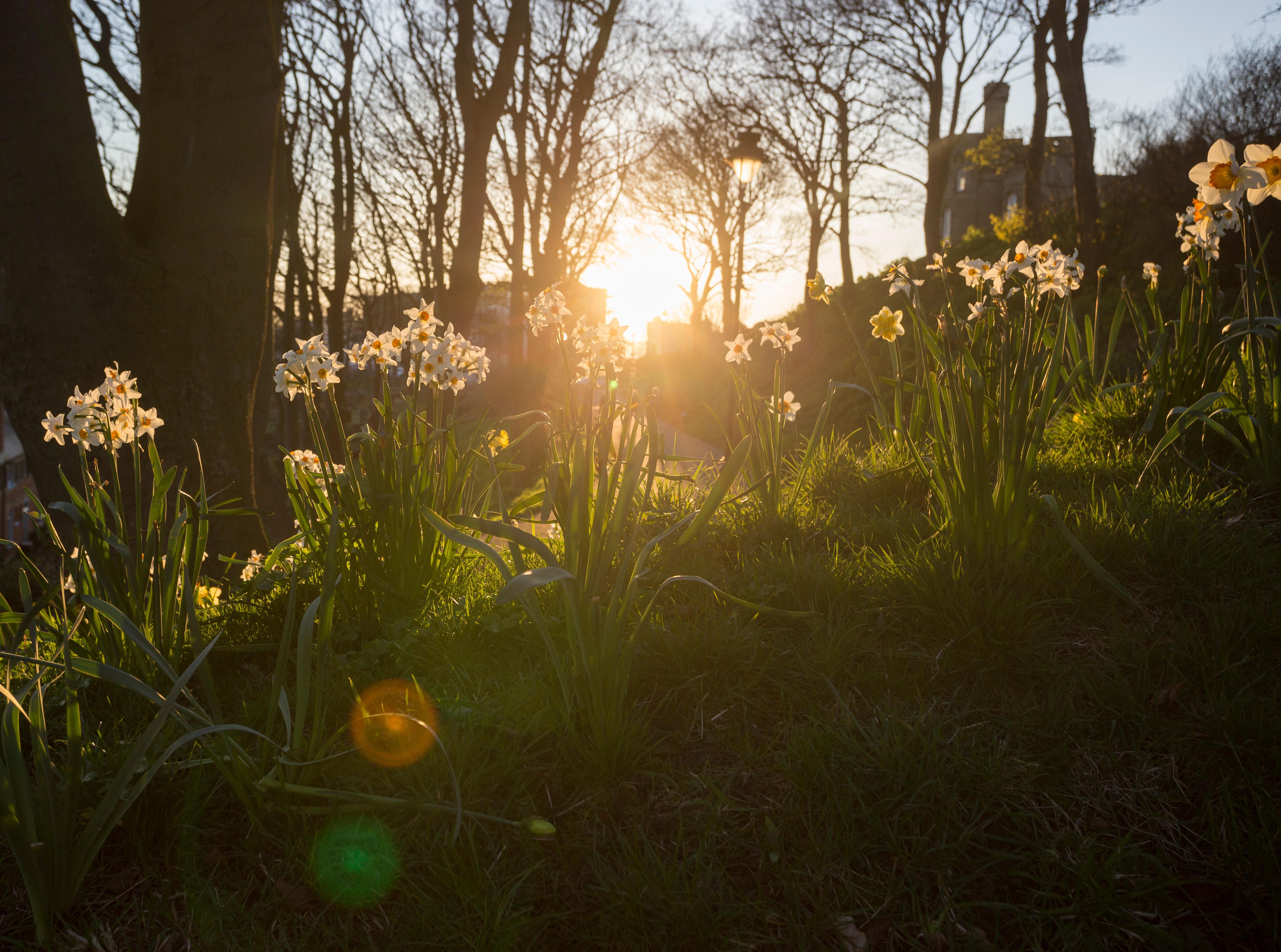 daffodils