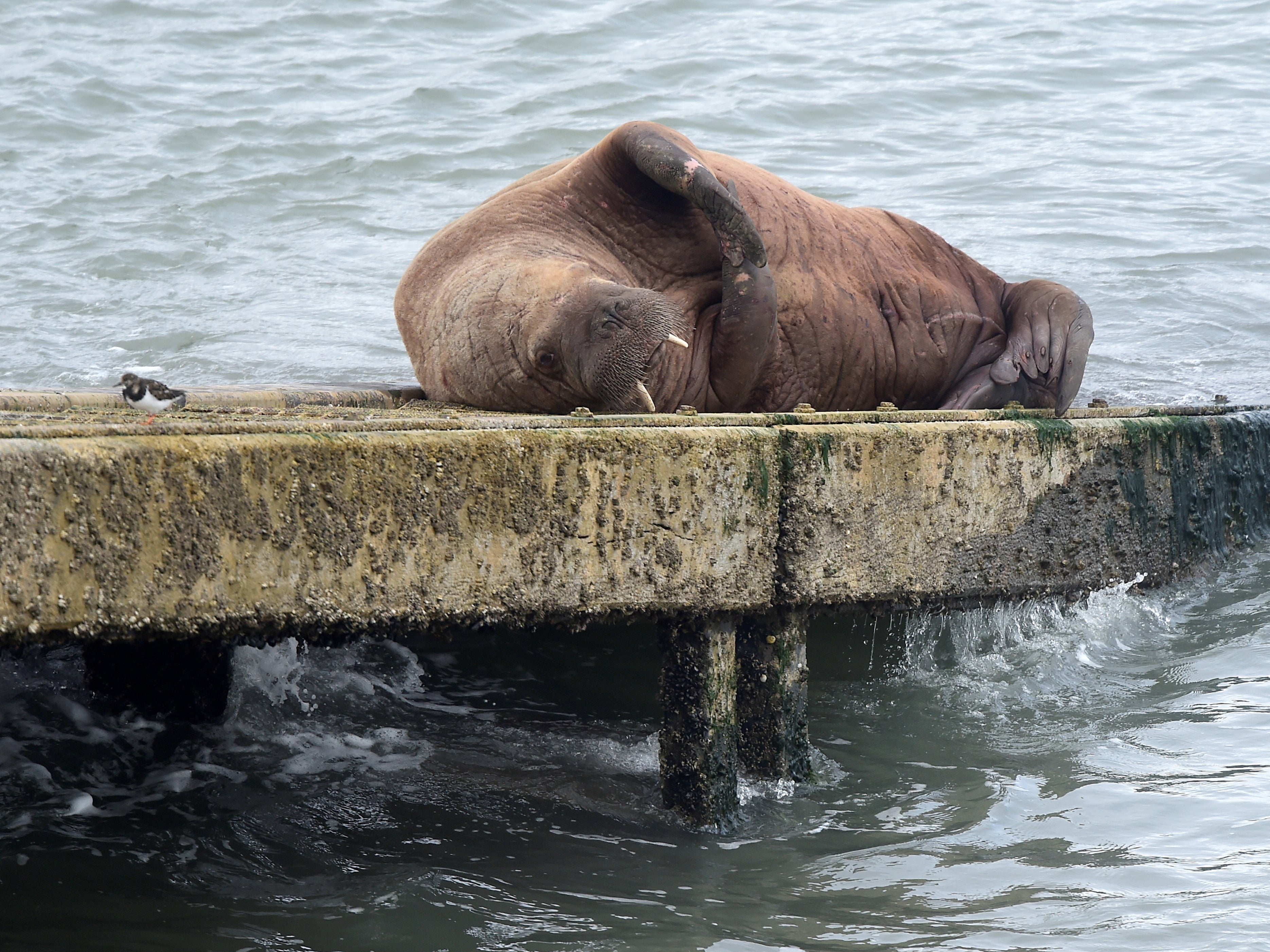 The walrus was “basking in the sun” on the RNLI’s slipway