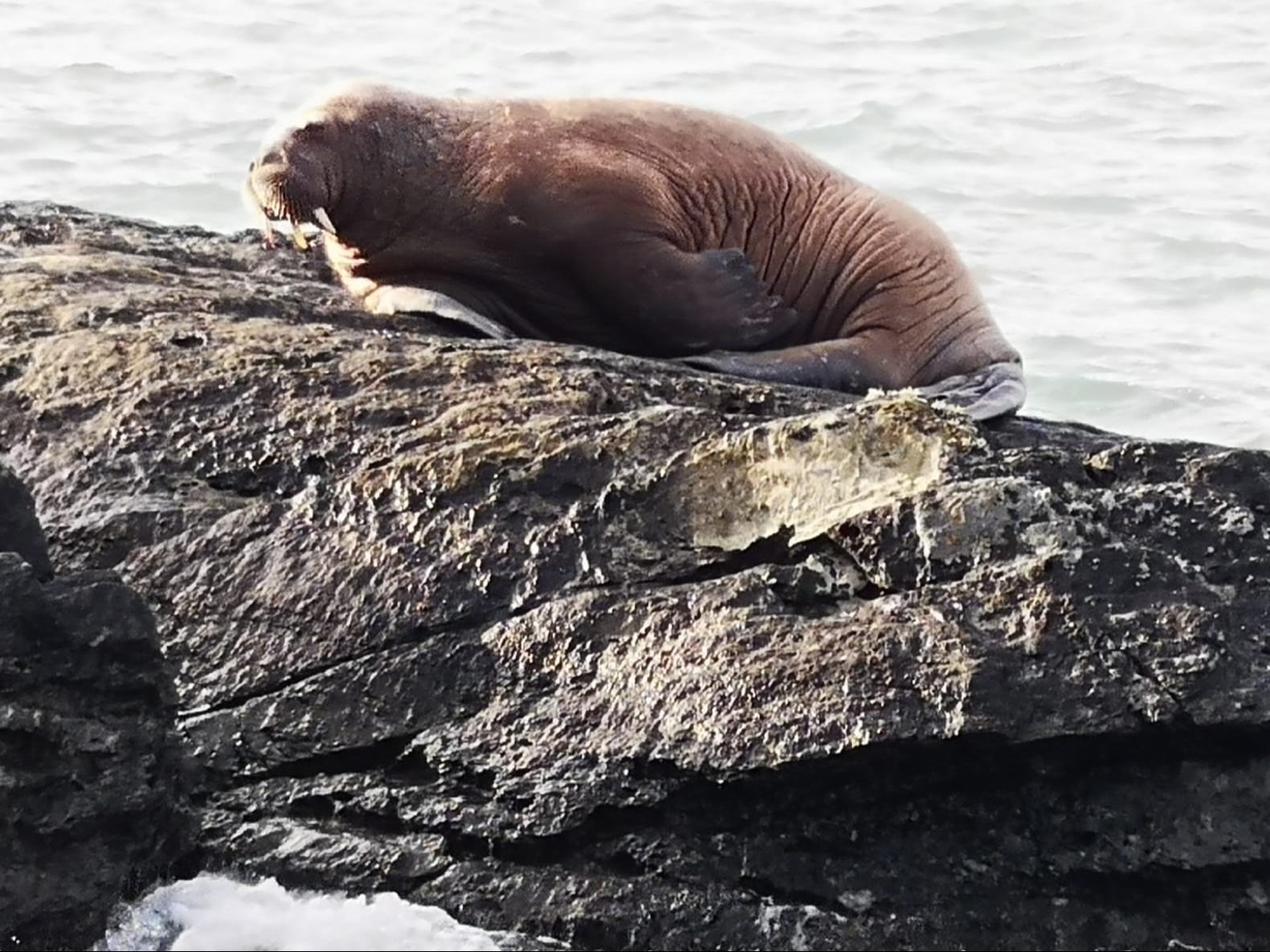 The walrus was first spotted on Valentia Island, County Kerry