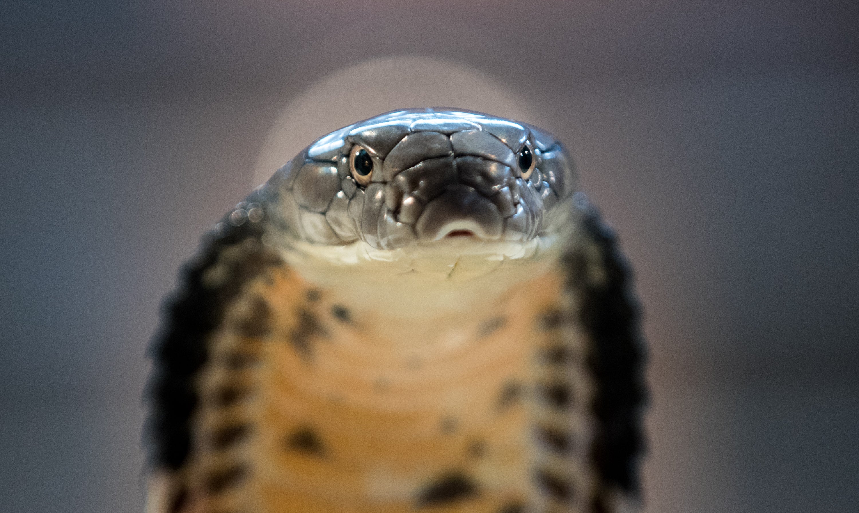 A King Cobra is displayed to the public at Noah's Ark Zoo Farm on August 2, 2016 in Bristol, England