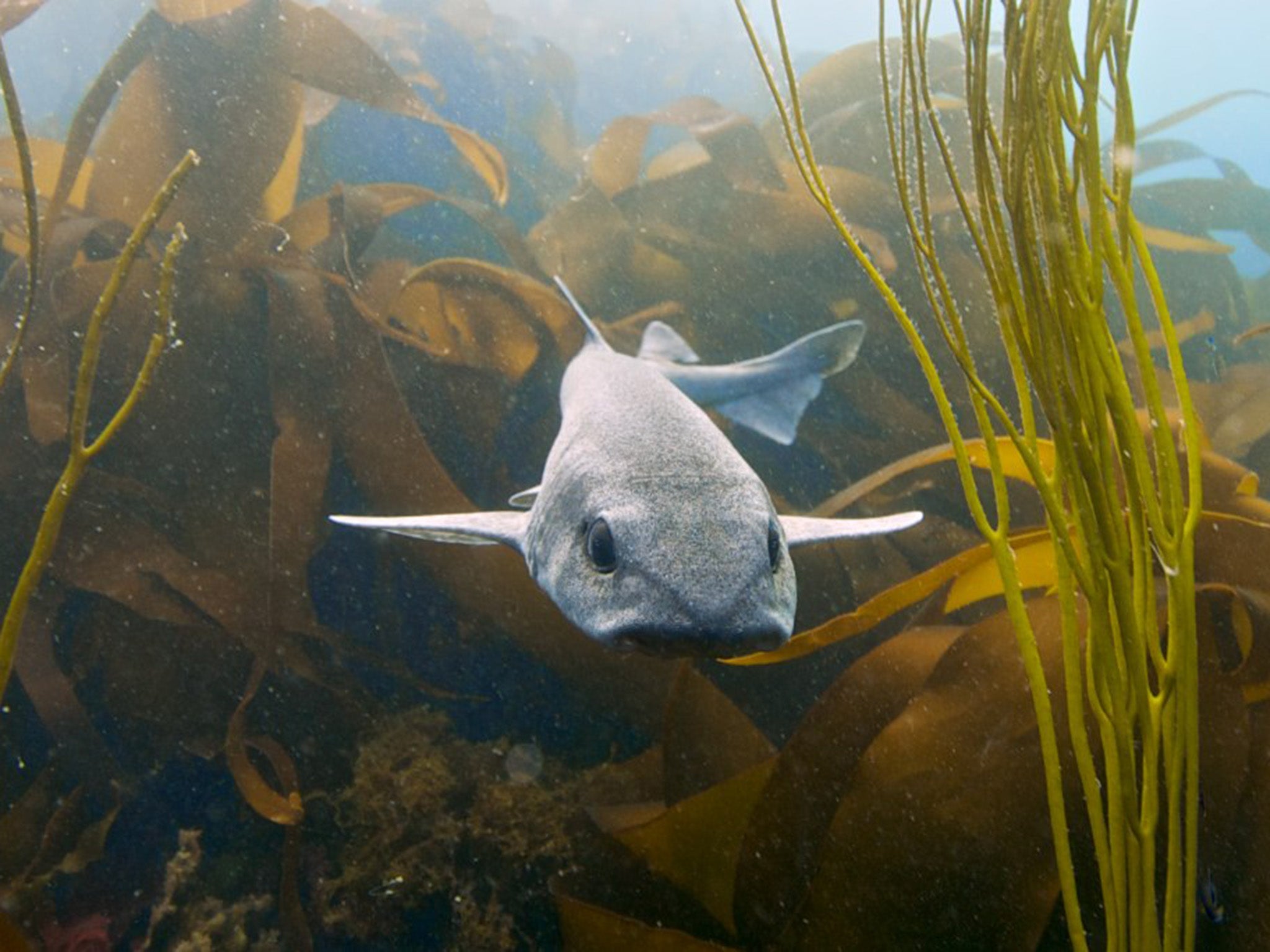 Under threat: a dogfish off the Devon coast. Most dogfish now come from fisheries in Canada and America