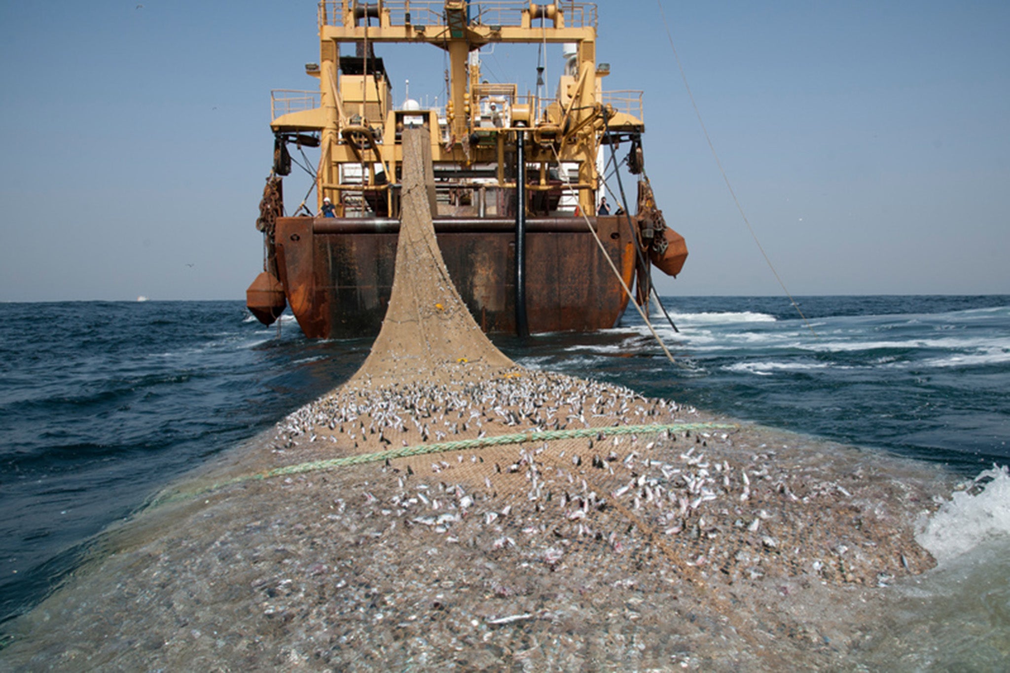 Dutch super-trawler fishing 30 miles off the coast of Mauritania. Millions of sharks are killed in industrial fishing every year