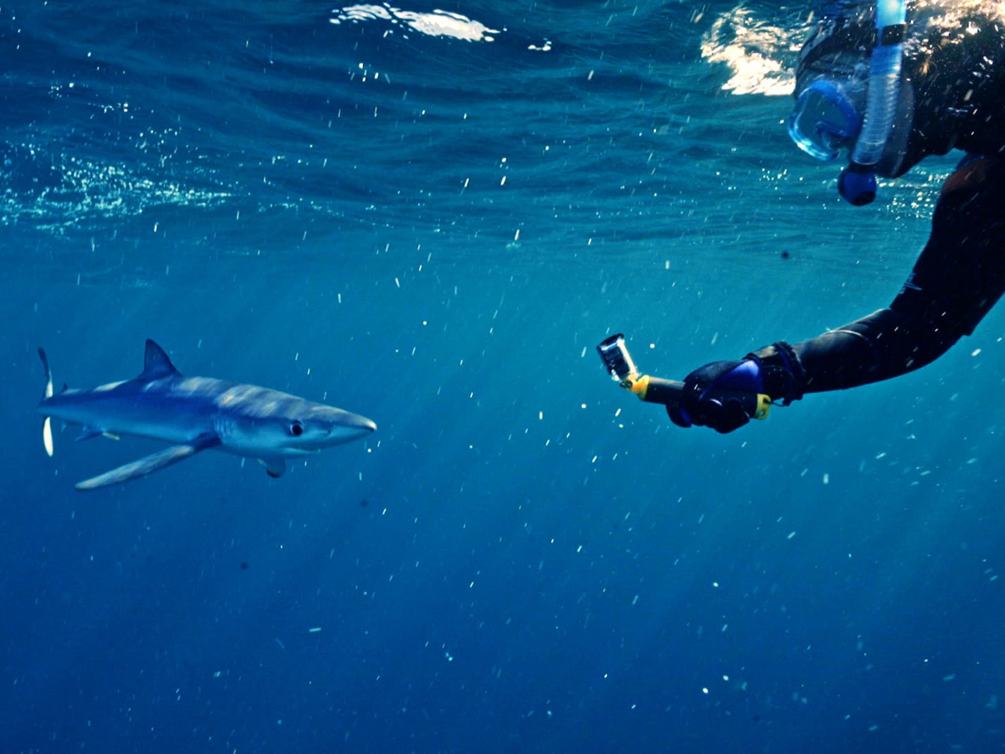 McCubbin with a blue shark in Penzance, Cornwall