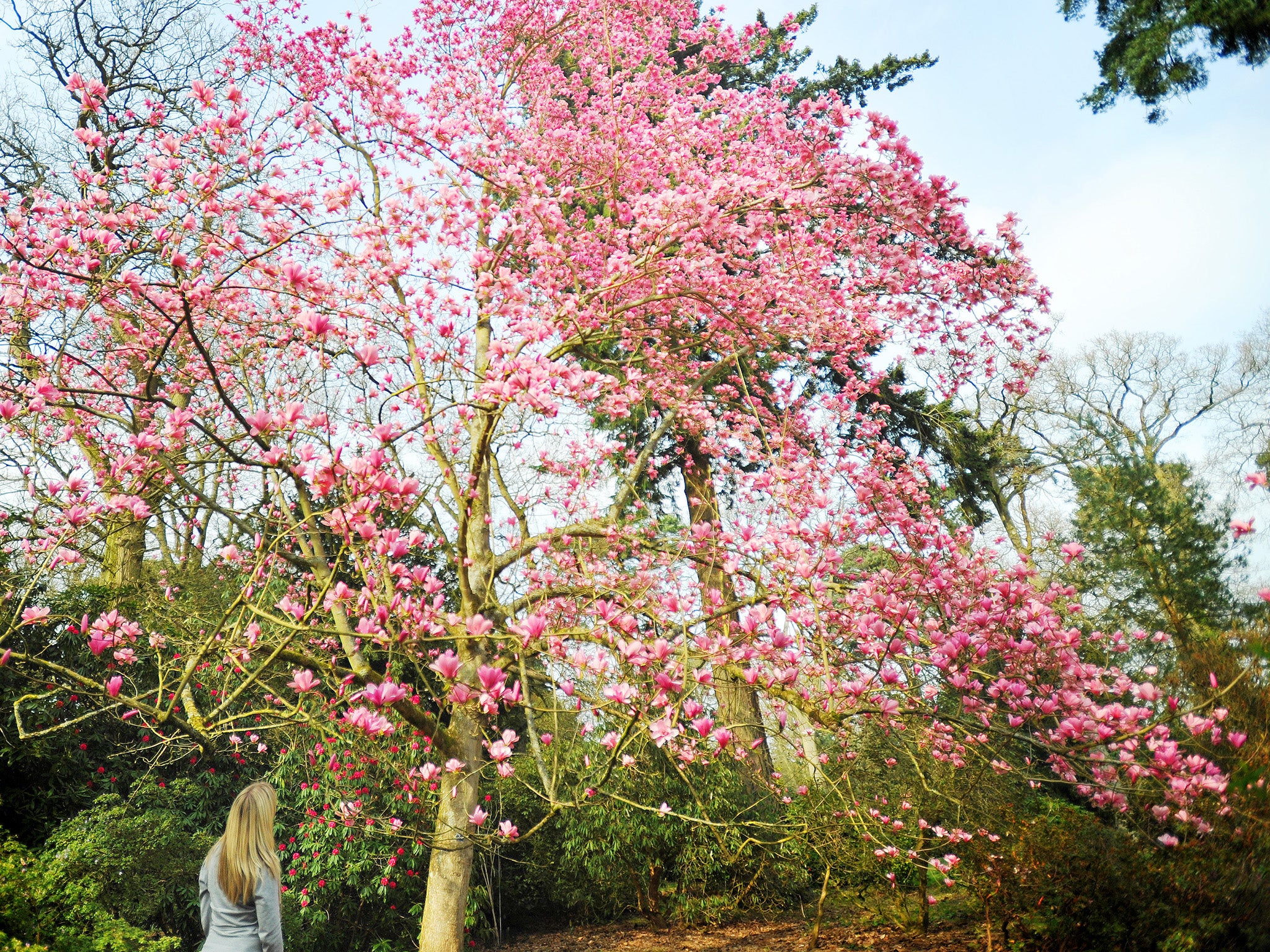 If I received a fat windfall, I’d have a mature magnolia tree planted outside my window