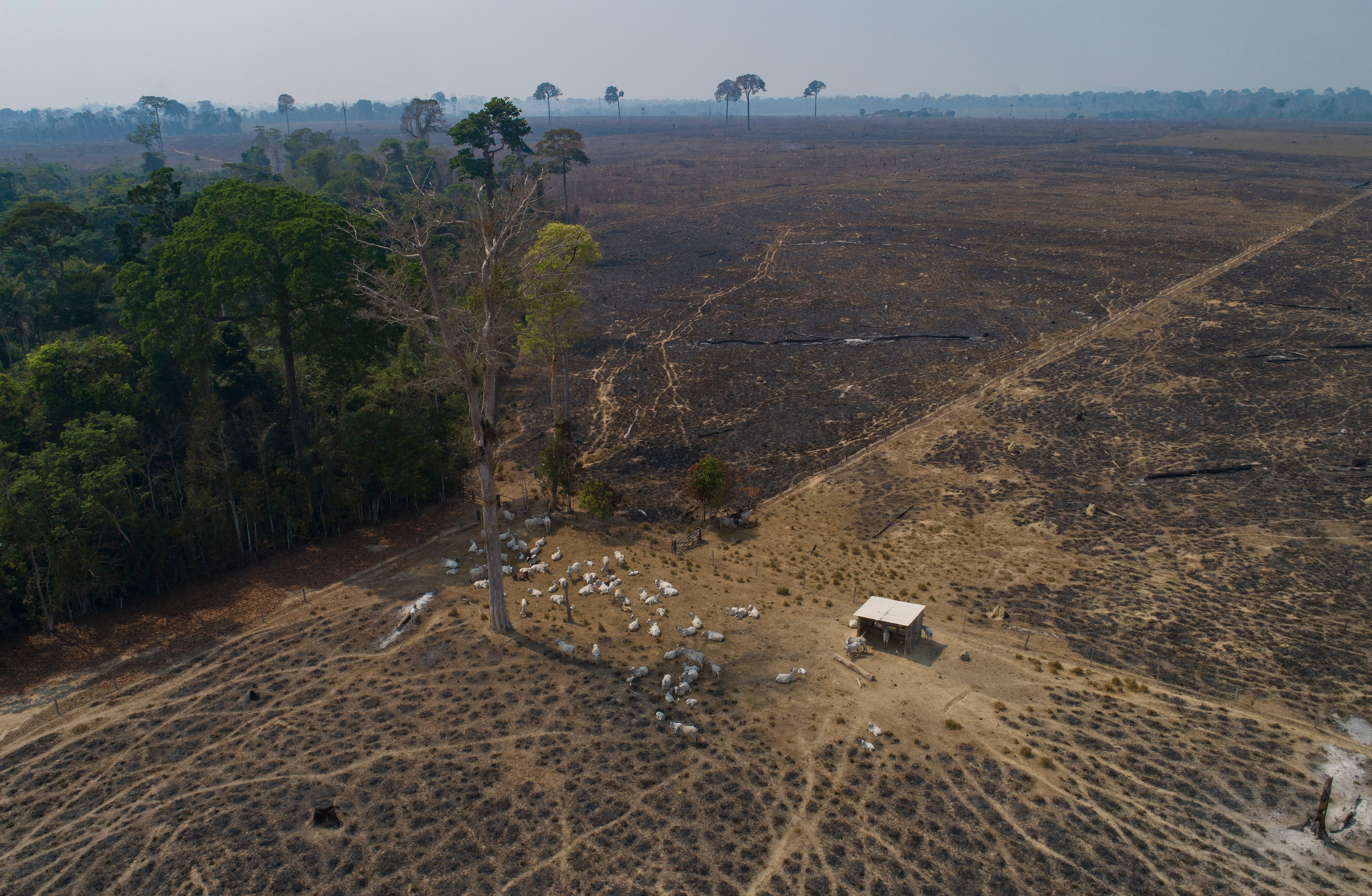 Cattle graze on deforested land Novo Progresso, Brazil.