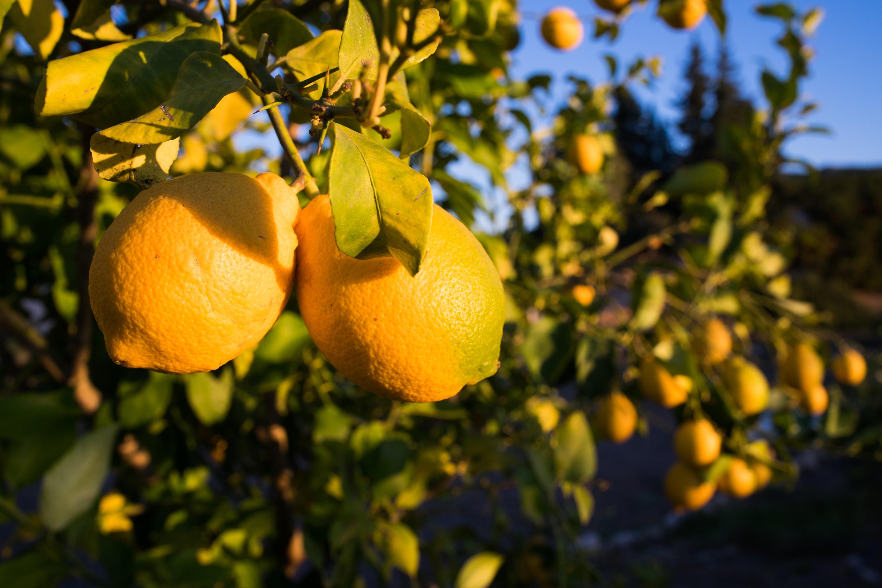 lemon trees