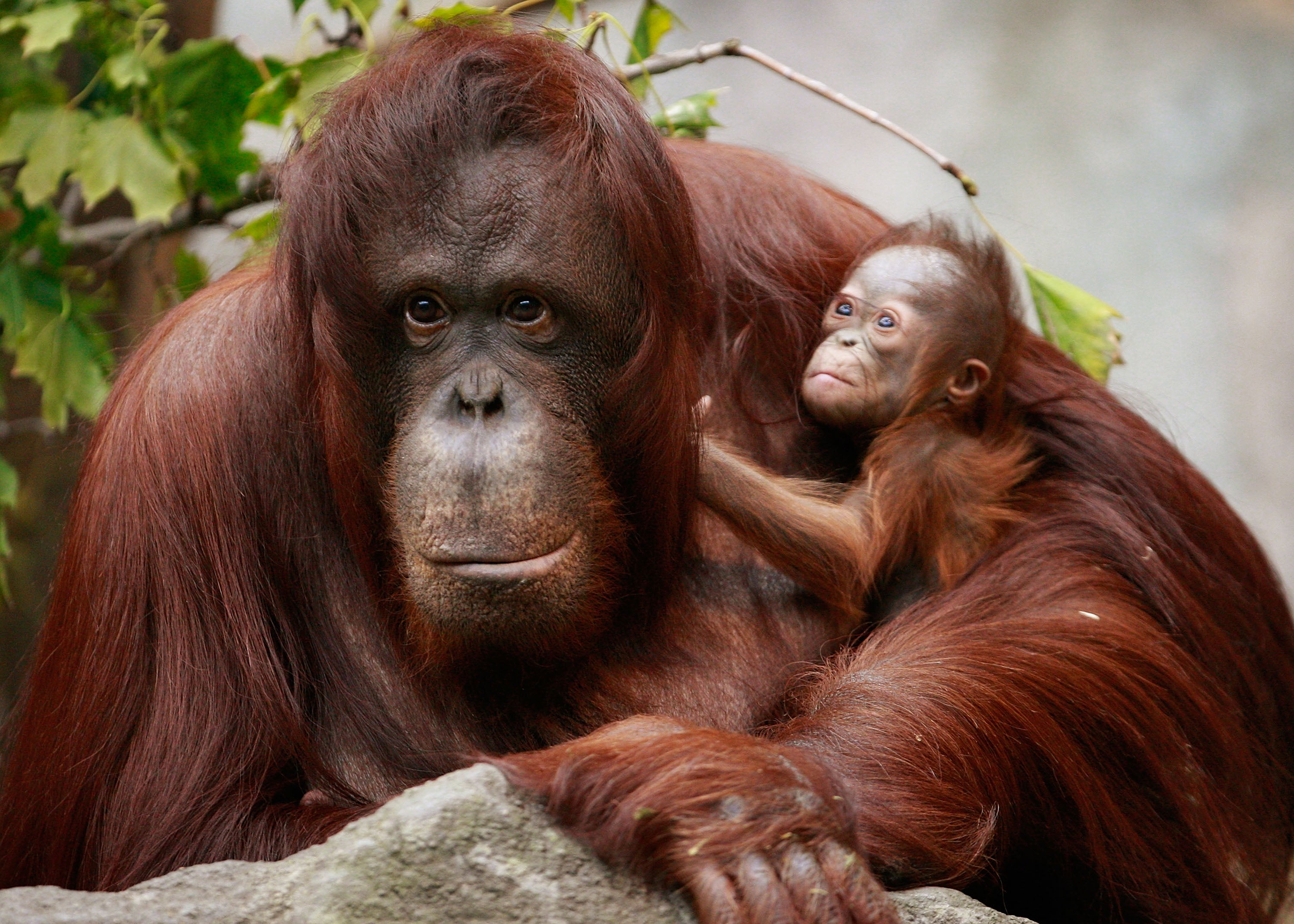 Orangutans love to groom one another as much as themselves