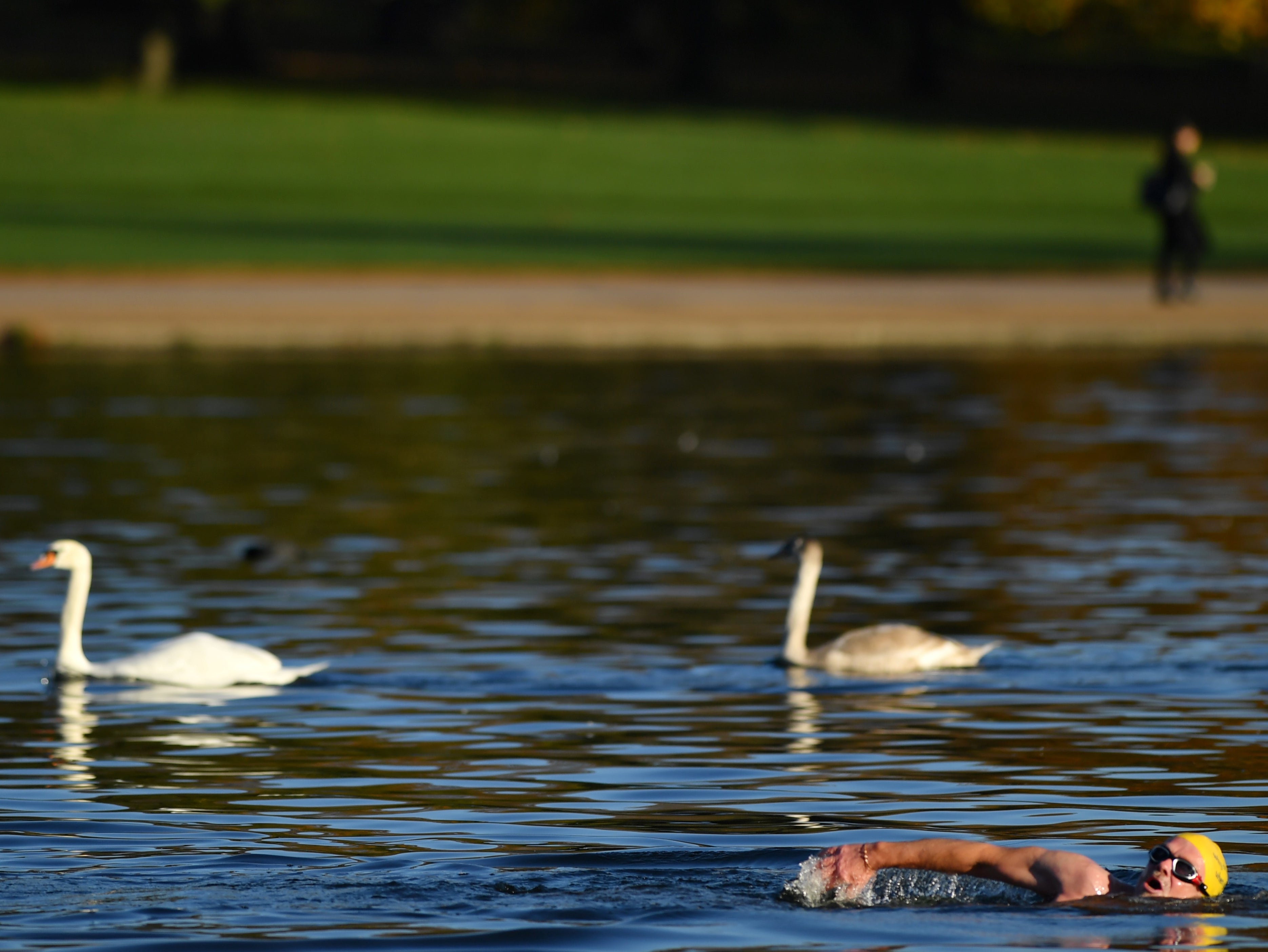 Discharges of sewage harm wildlife and people