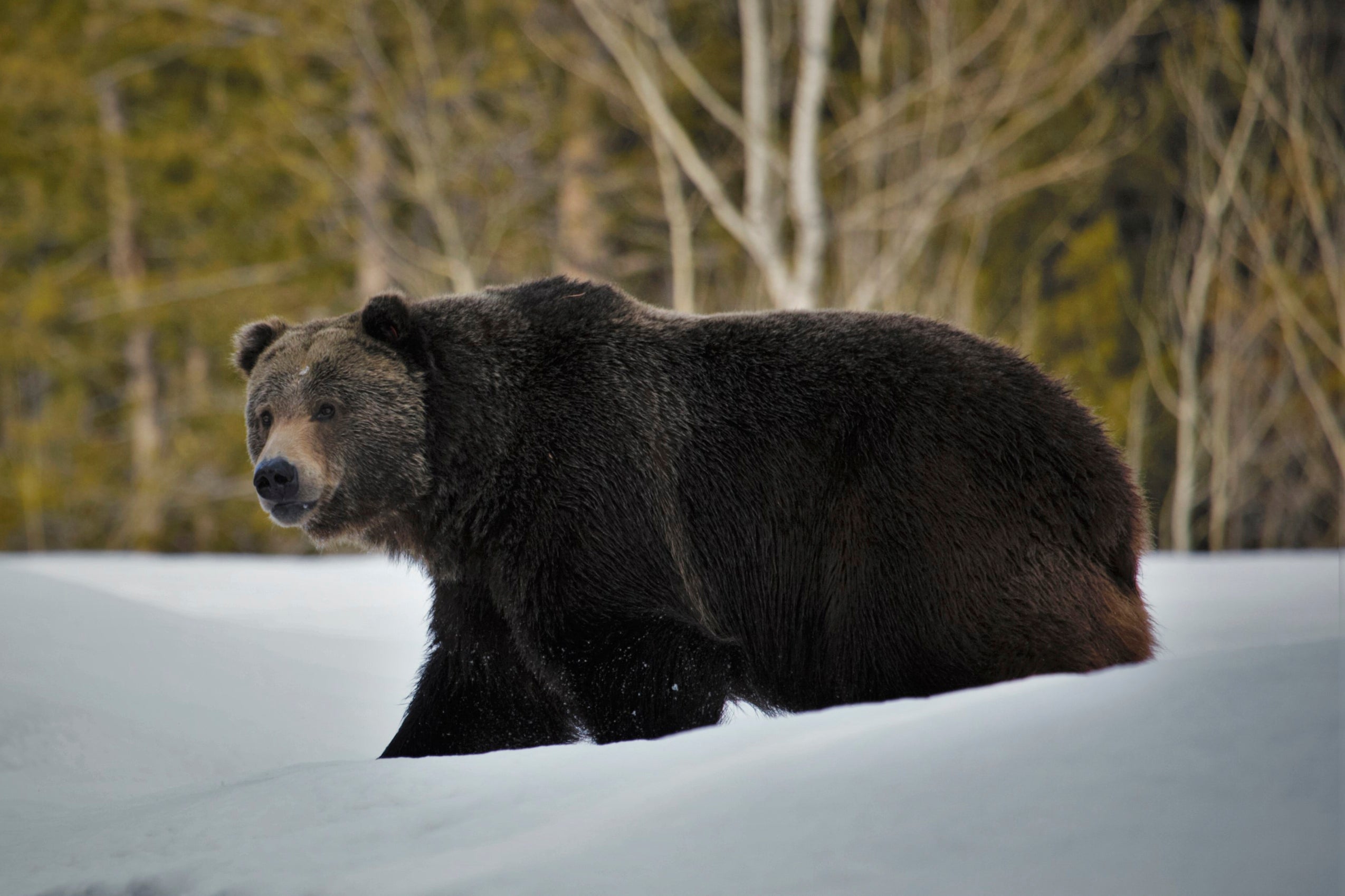 Grizzly Bears