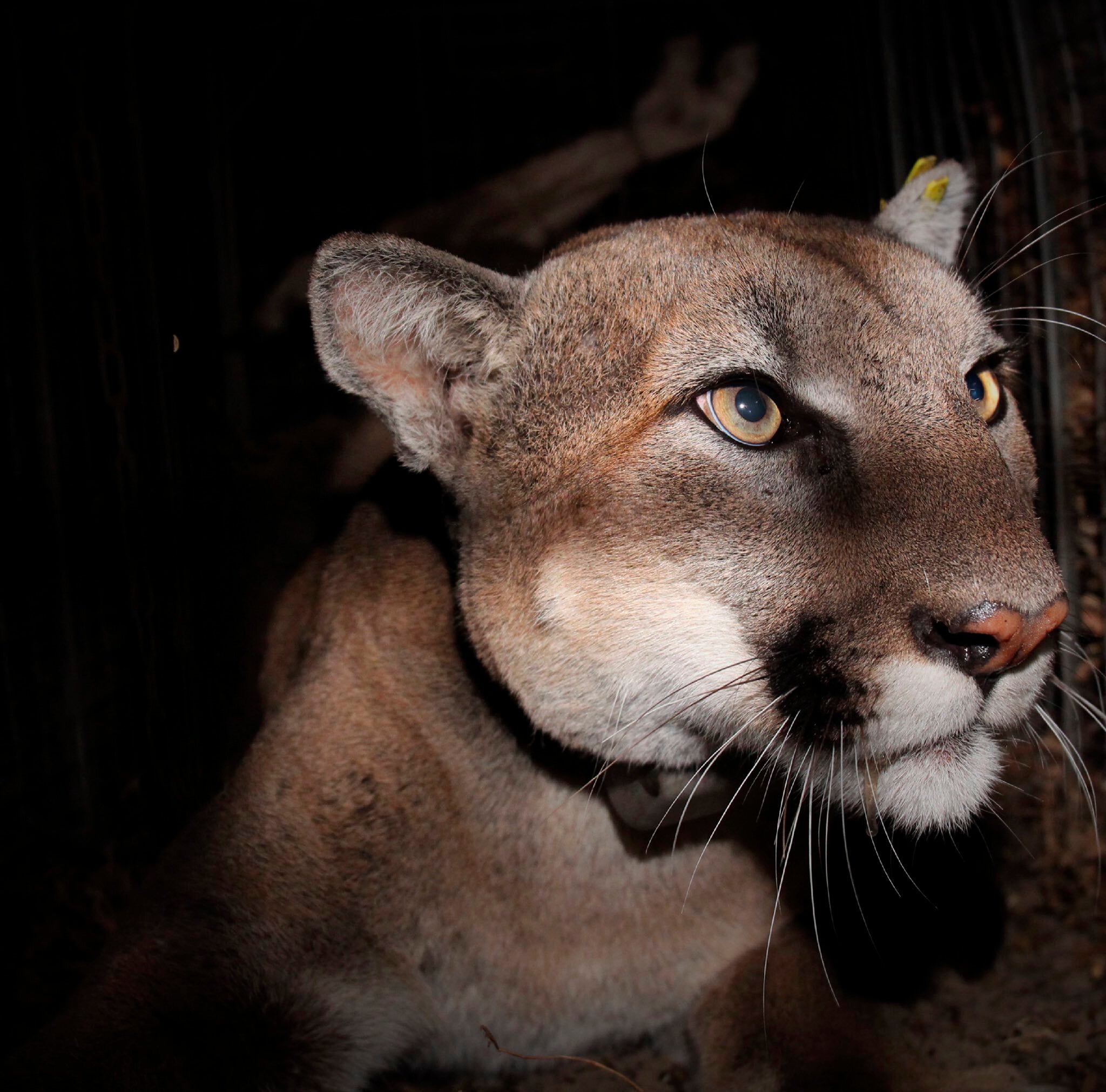 Mountain Lion Killed